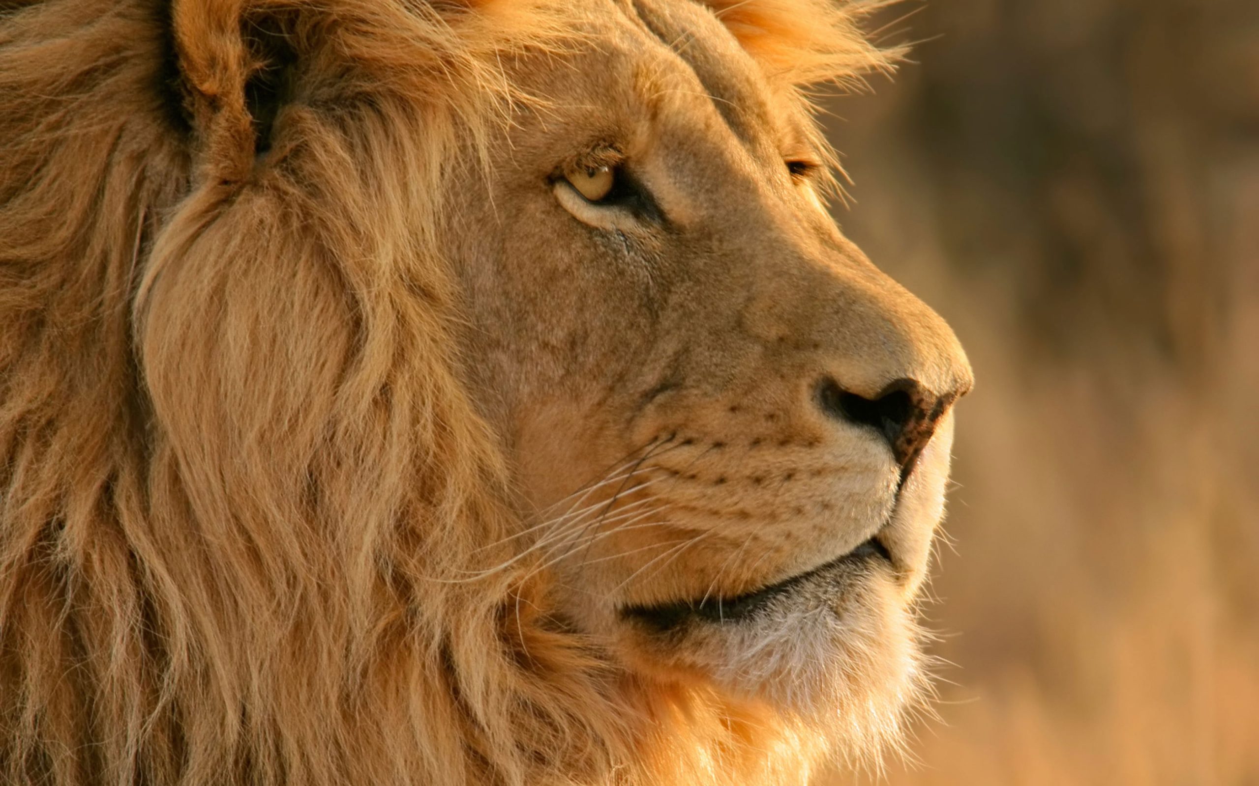 Close Up Photo Of Adult Lion Wallpaper, Lion, Yellow, Animal, Lion • Wallpaper For You