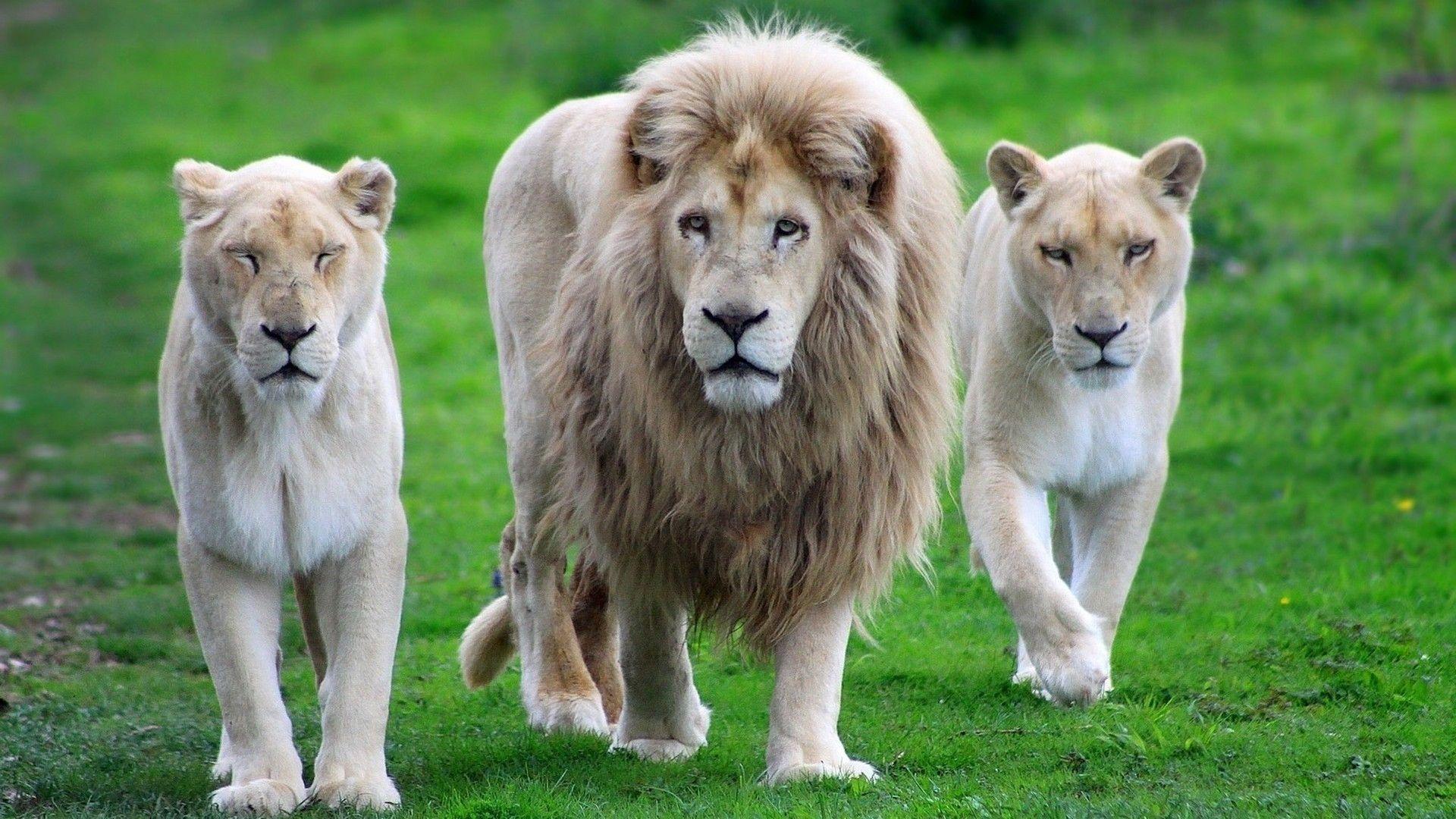 White Lion Wallpaper HD 1080p
