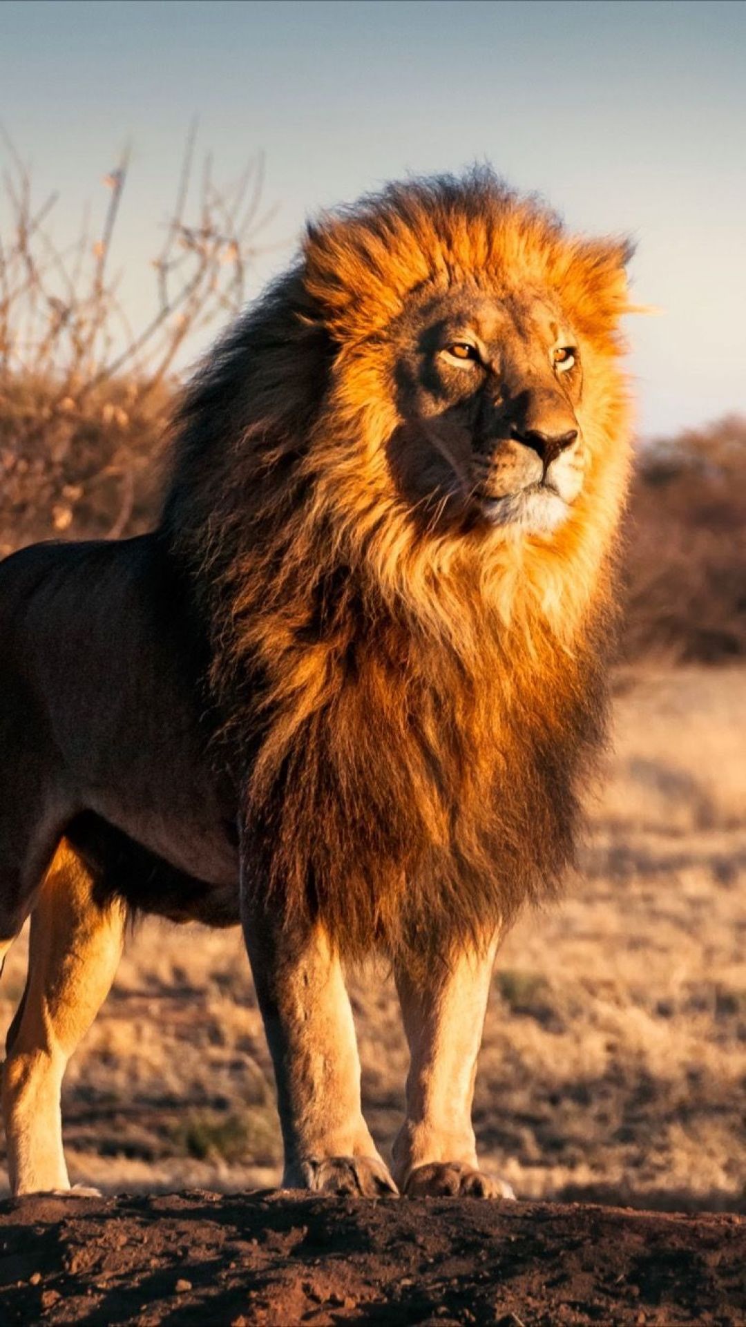 Strong lion wallpaper for iPhone X from Everpix App