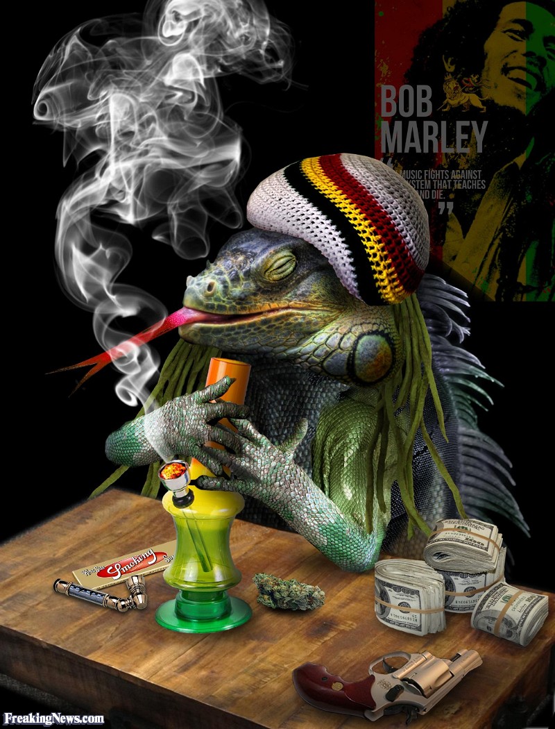 Iguana Smoking Marijuana
