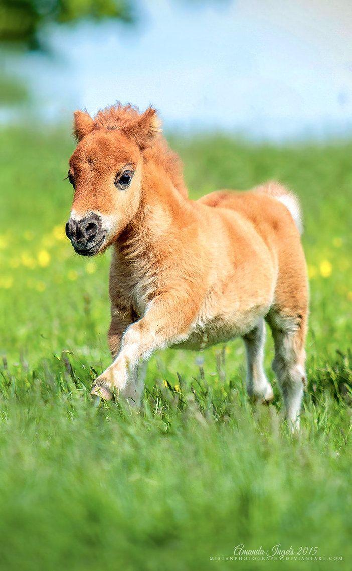 cute baby horse images