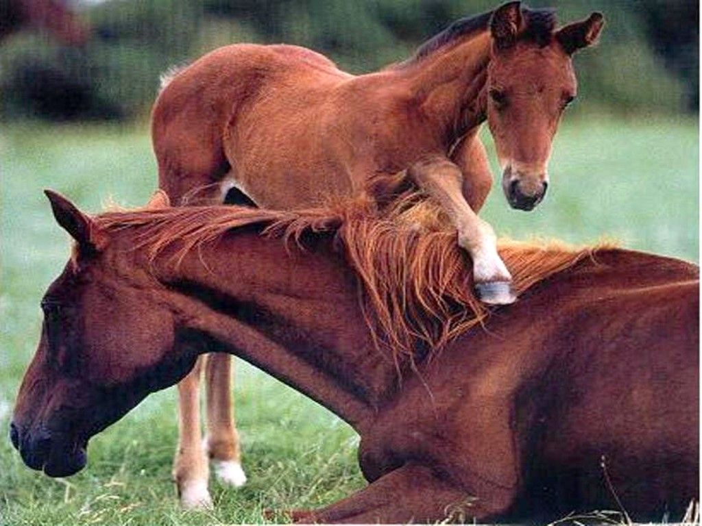cute baby horse Image. Cute baby horses, Cute horses, Horses