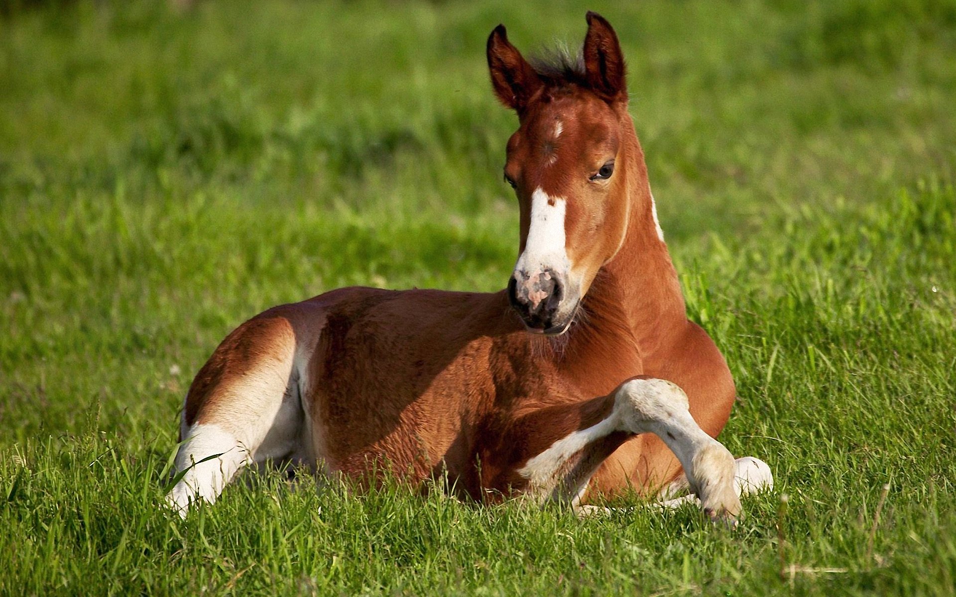 Baby Horse Laying Down