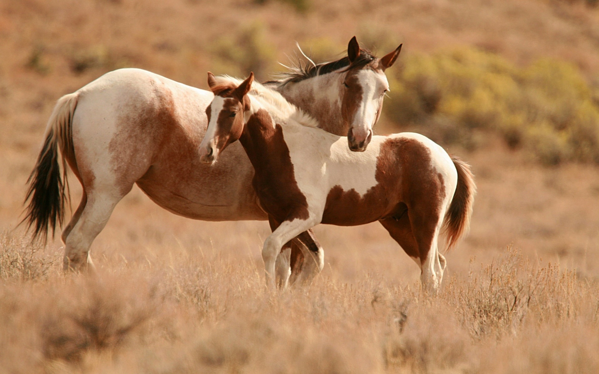 animals, Horses, Babies, Cute, Mother, Landscapes Wallpaper HD / Desktop and Mobile Background