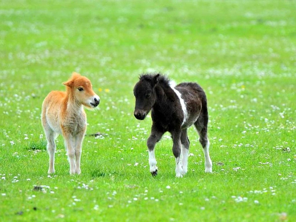 little horses. Cute animals, Baby horses, Horses