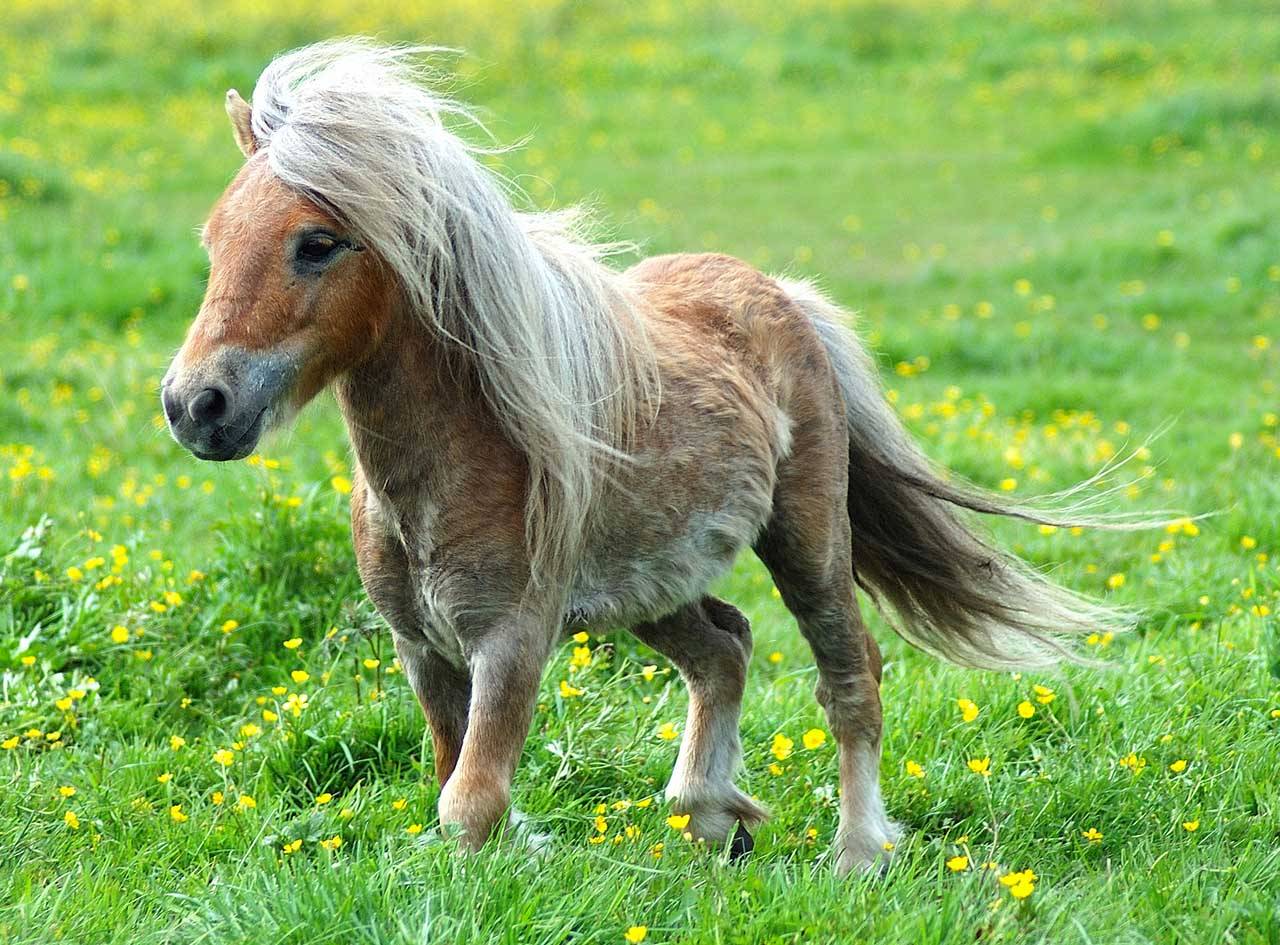 Baby Horse Wallpaper Free Baby Horse Background