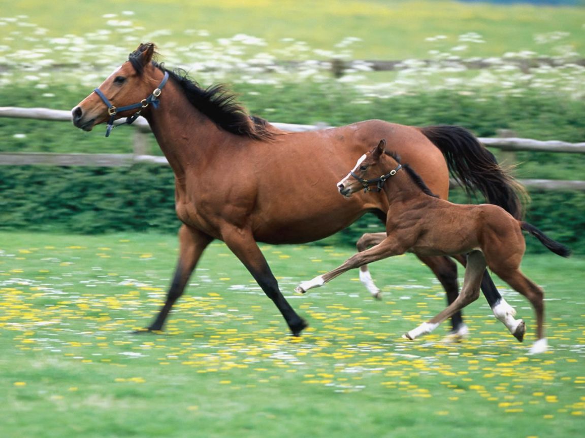 Desktop HD Baby Animal Picture Cute Mom And Baby Wallpaper & Background Download