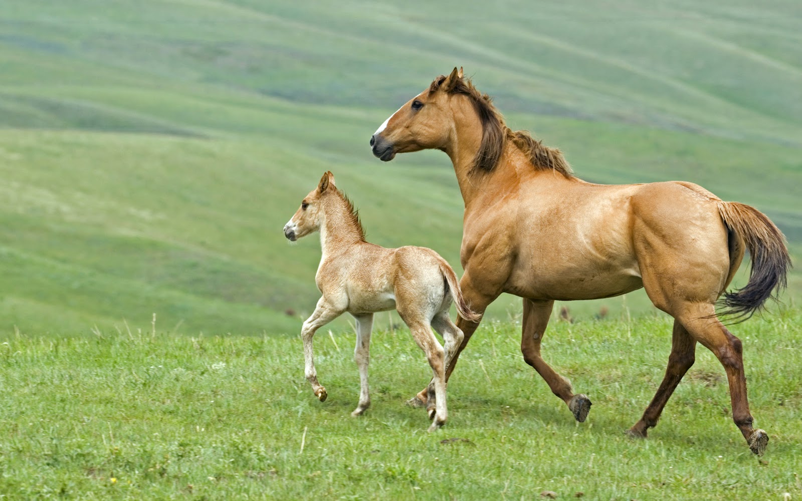 Baby Horse Facts. Baby Animal Facts