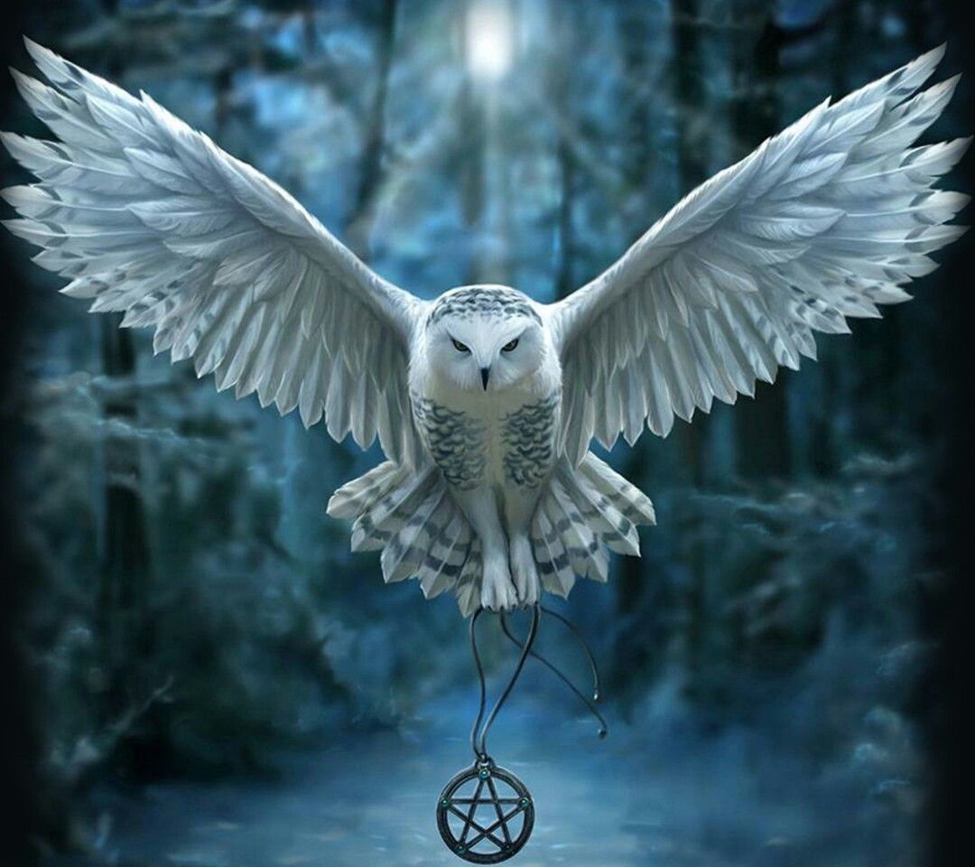 Harry Potter Owl Wallpaper Free Harry Potter Owl Background