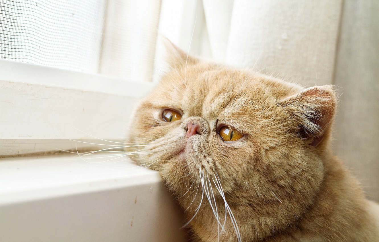 Wallpaper cat, window, waiting, face, Kote, red cat, exotic, Exotic Shorthair, kotofeich image for desktop, section кошки