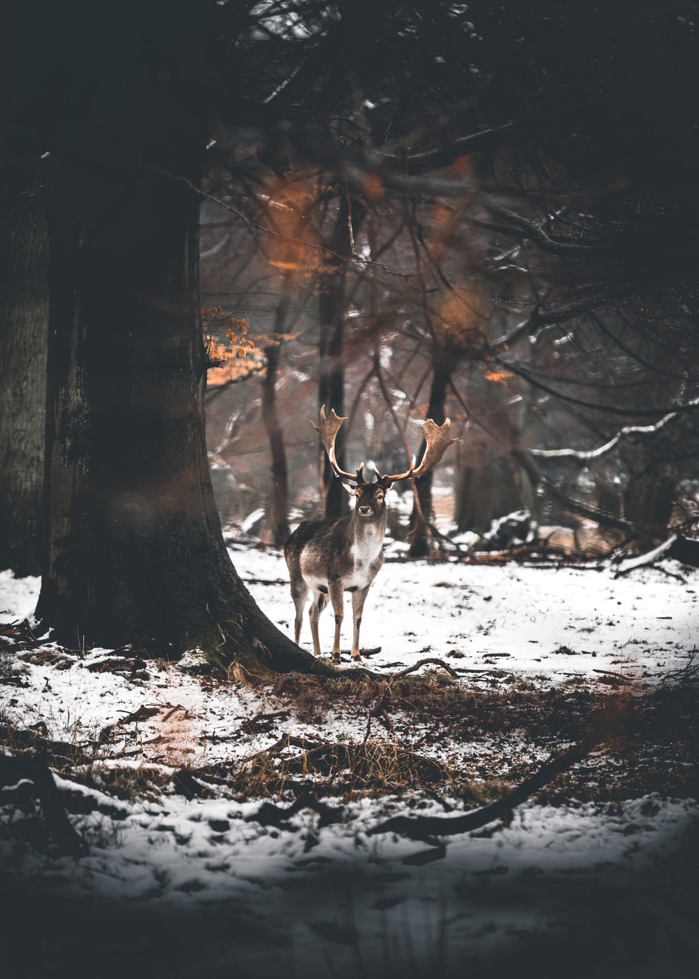 Fallow Deer Wallpapers Wallpaper Cave