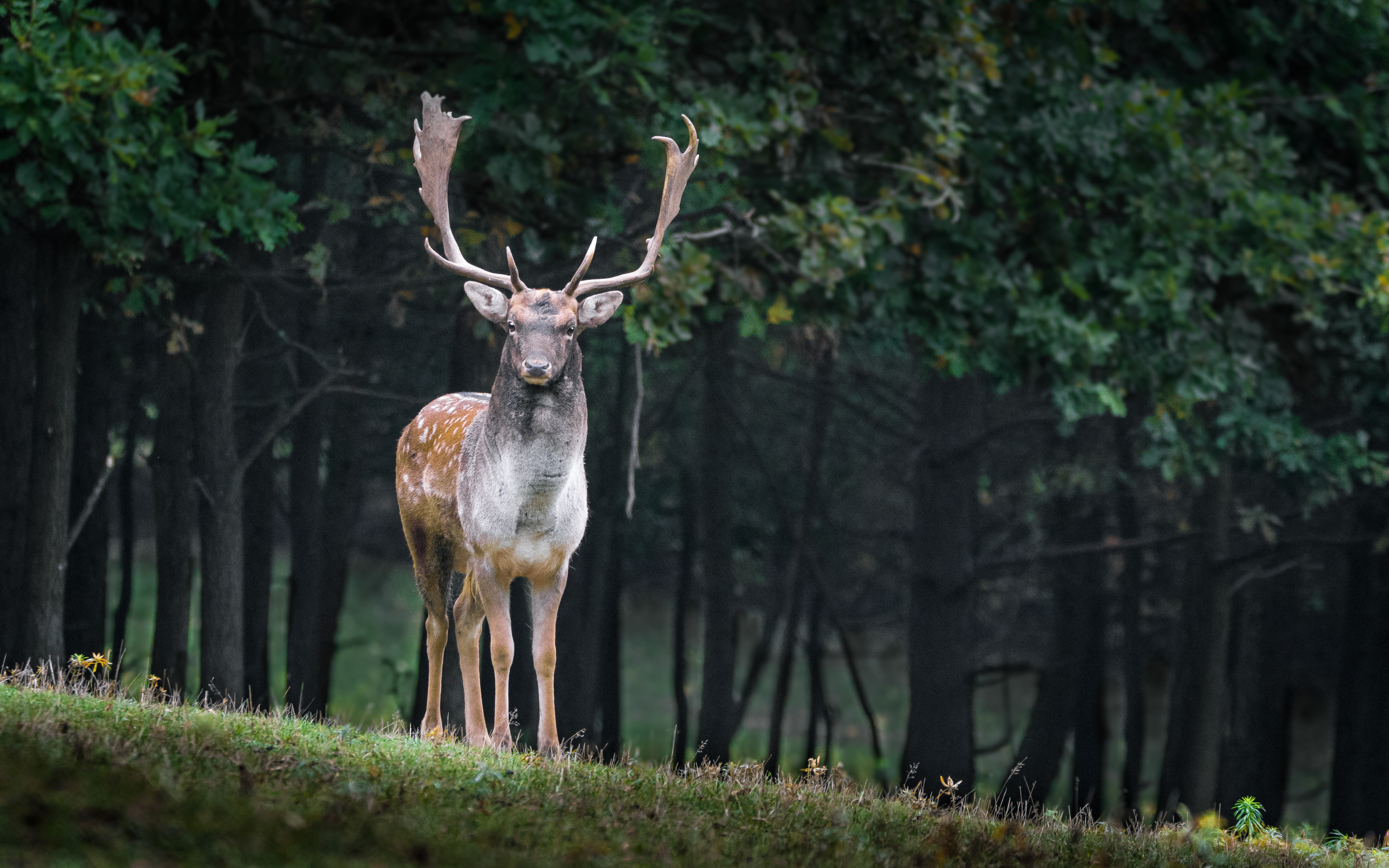Fallow Deer, HD Animals, 4k Wallpaper, Image, Background, Photo and Picture