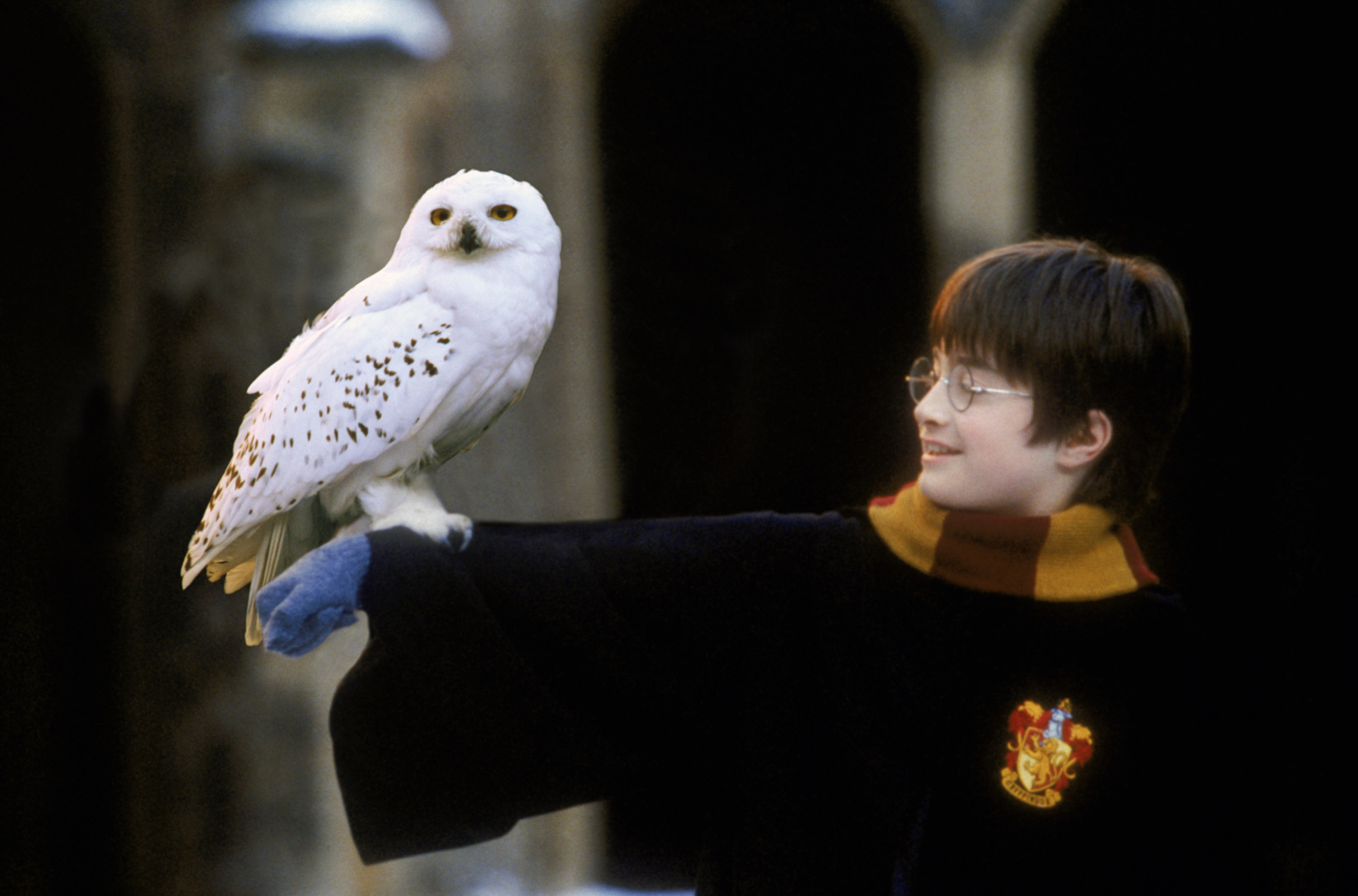 reasons Hedwig was better than everyone else at Hogwarts