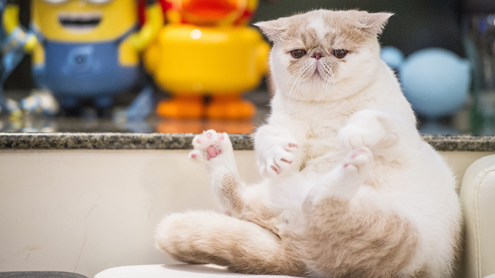Desktop Wallpaper Cats frown Exotic Shorthair Animals 1920x1080