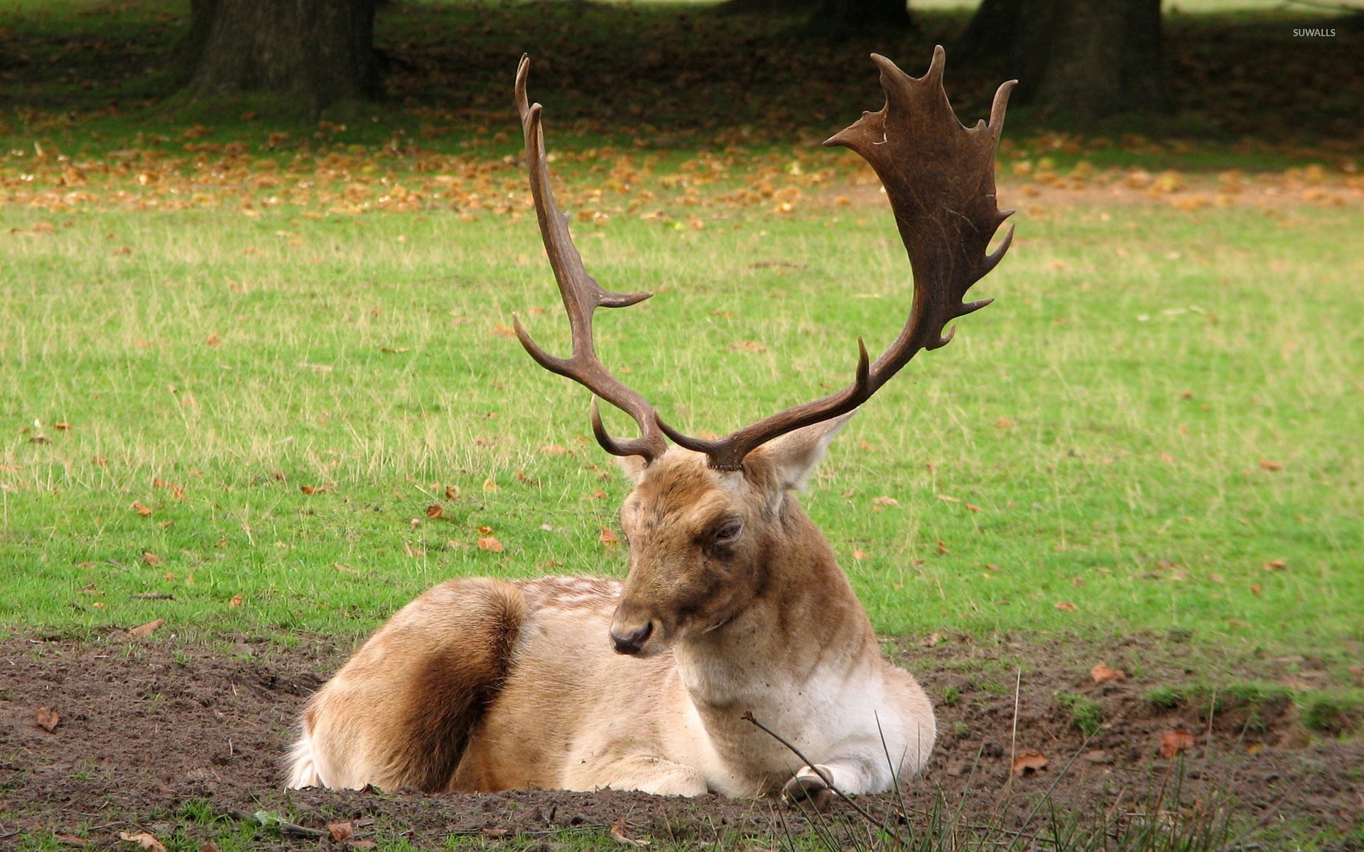 Fallow Deer Wallpapers Wallpaper Cave