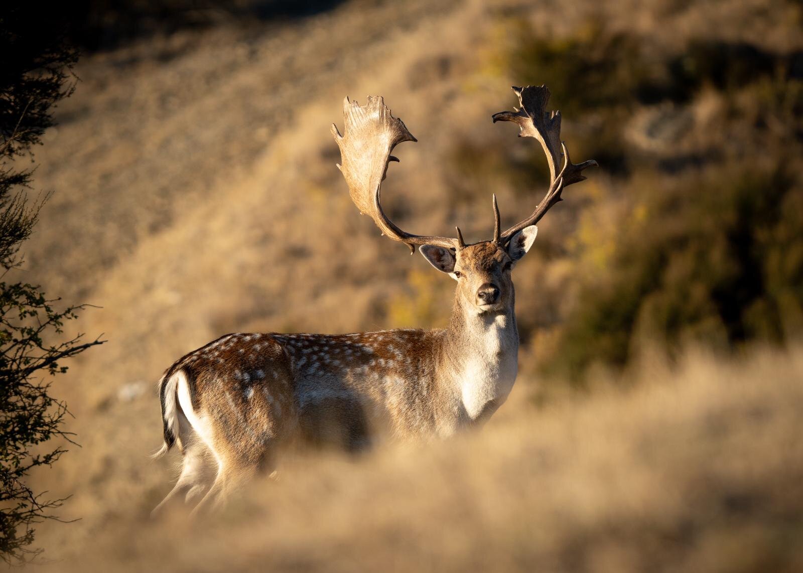 Anime Wilderness: 4K Wallpaper for PC - Majestic Deer in Nature - Free  Download