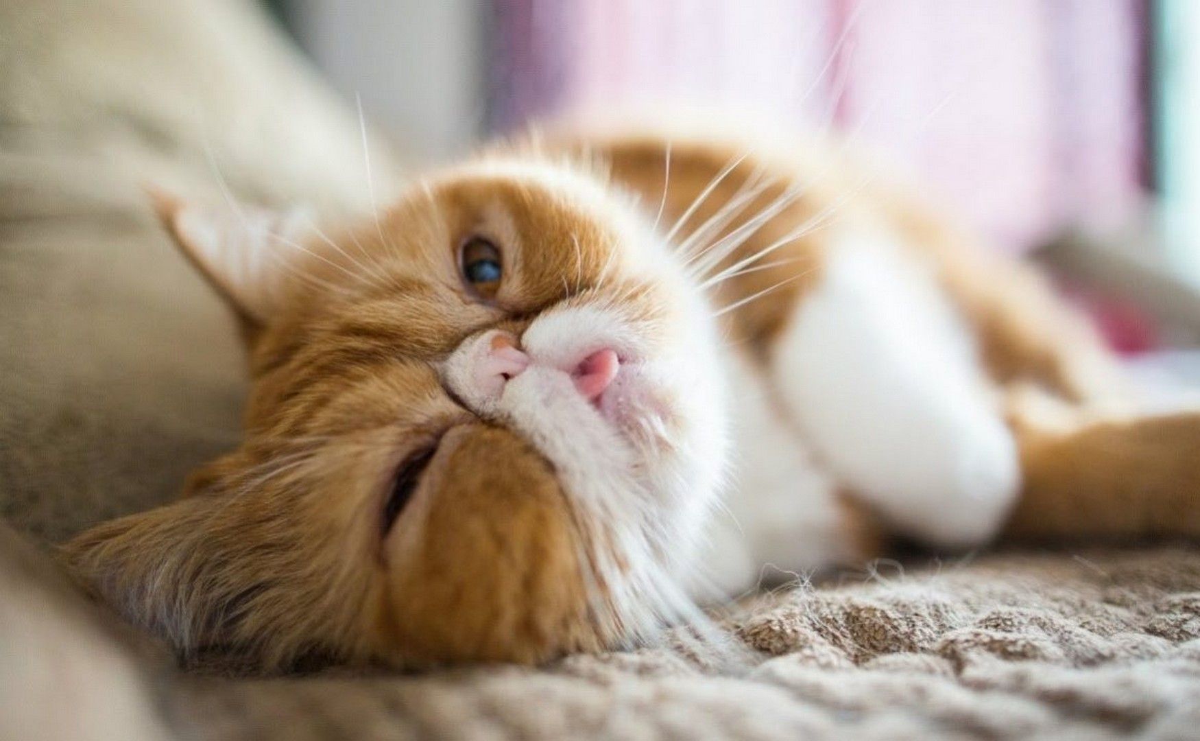 Exotic Shorthair wallpaper