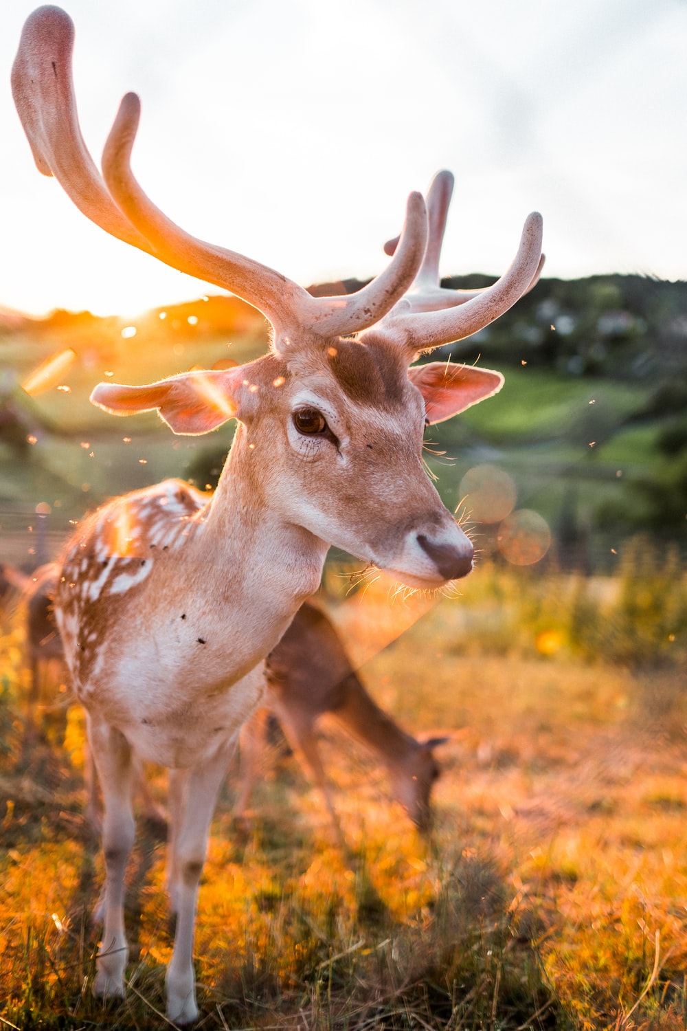 Fallow Deer Wallpapers Wallpaper Cave