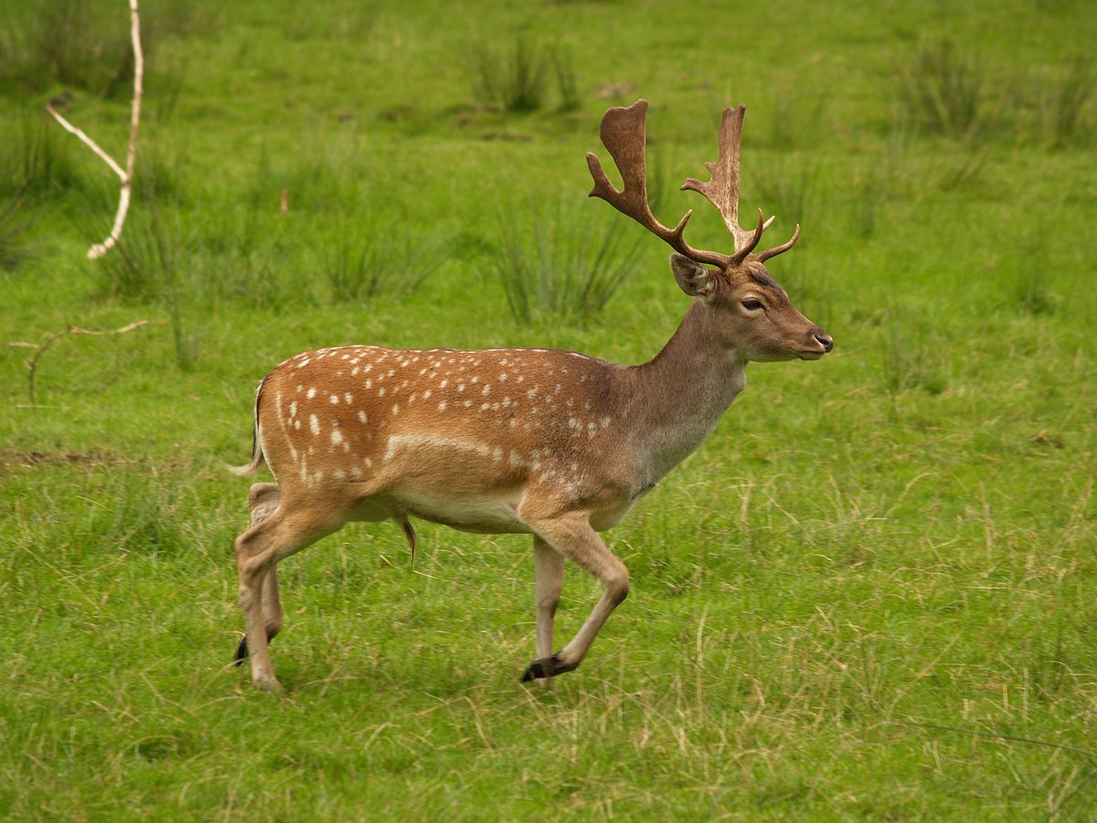 Fallow Deer Wallpapers Wallpaper Cave