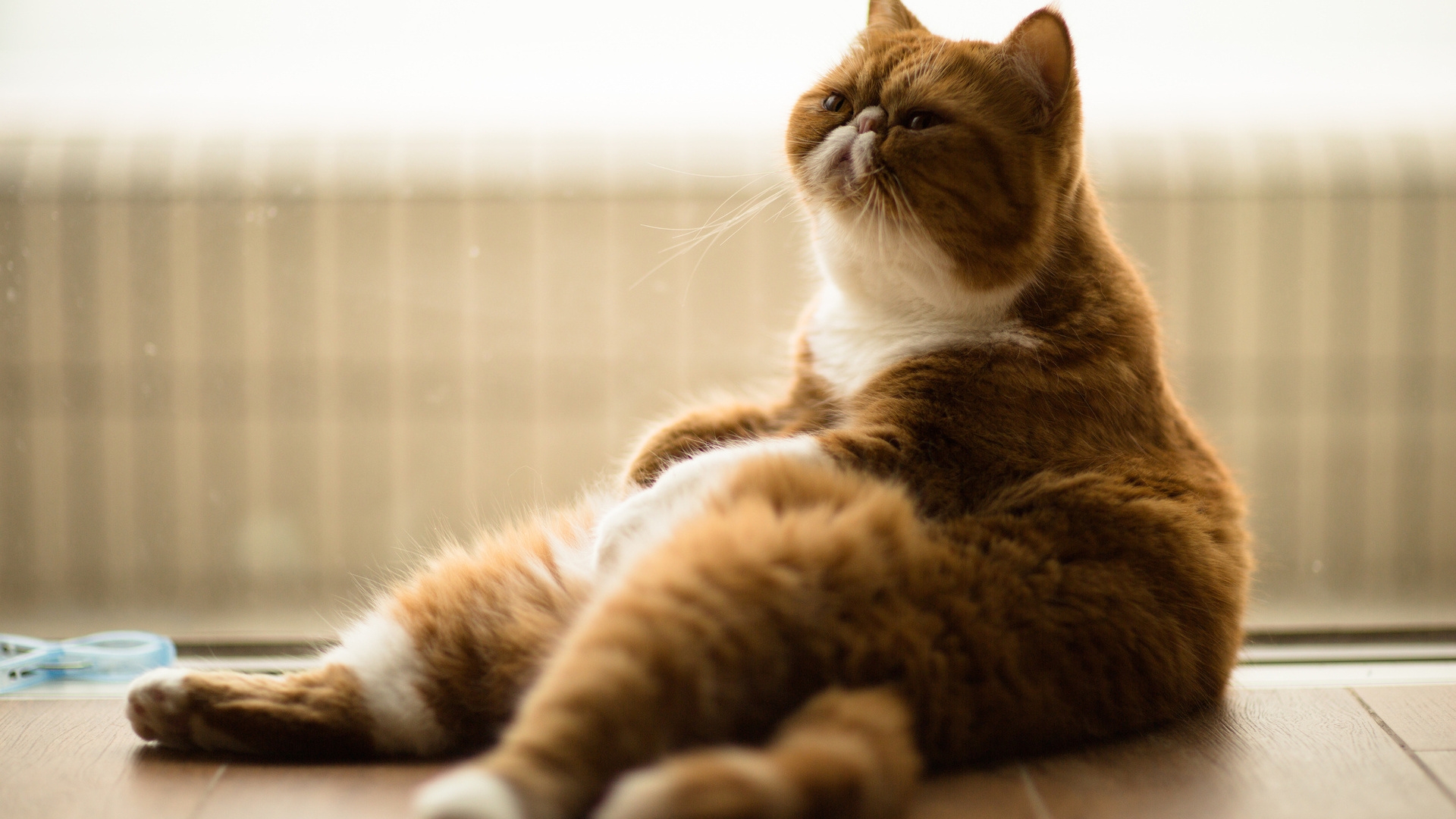 Gorgeous Exotic Shorthair Cat HD Wallpaper