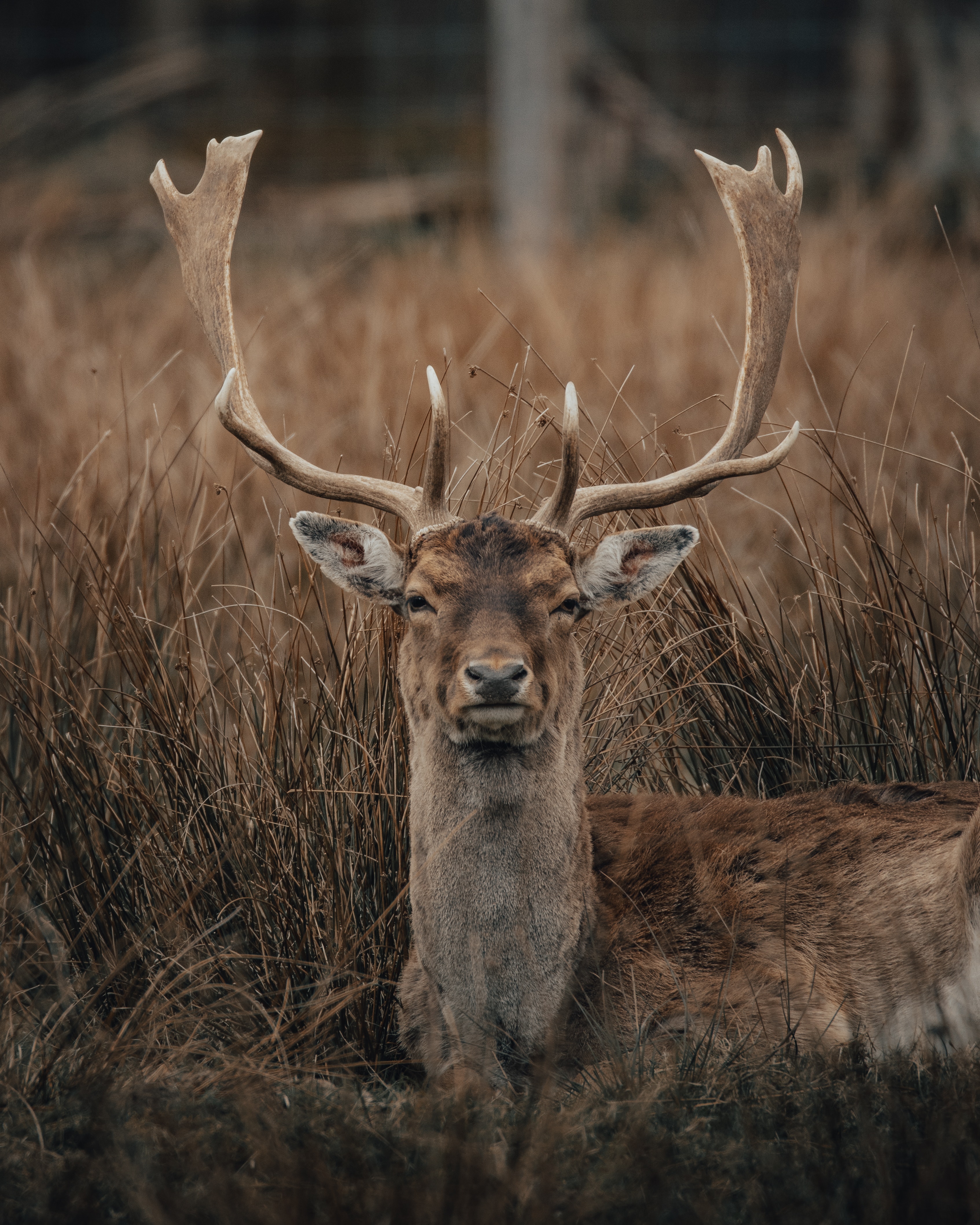 2,Best Fallow Deer Photo · 100% Free Downloads