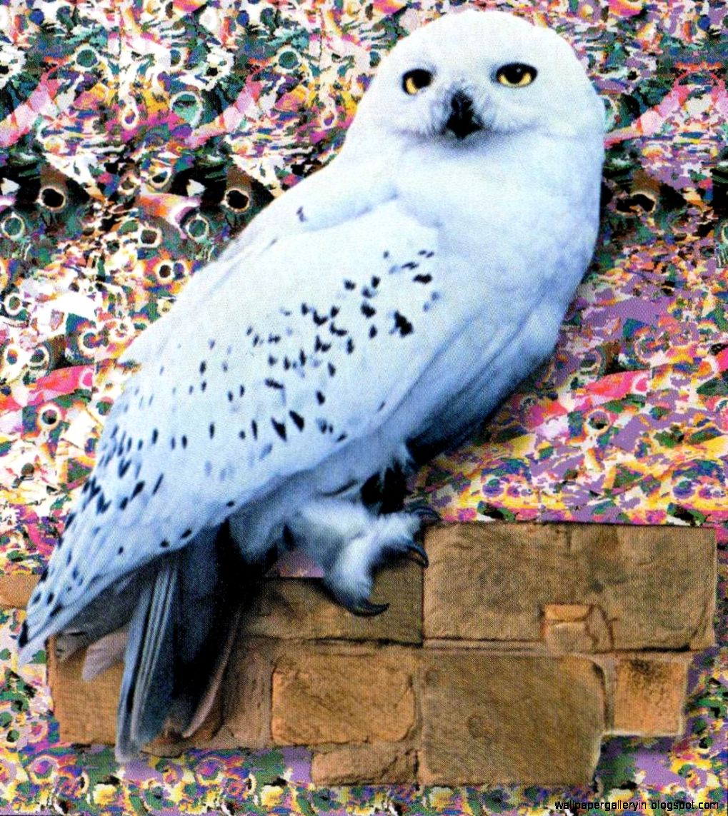 Hedwig Wallpaper