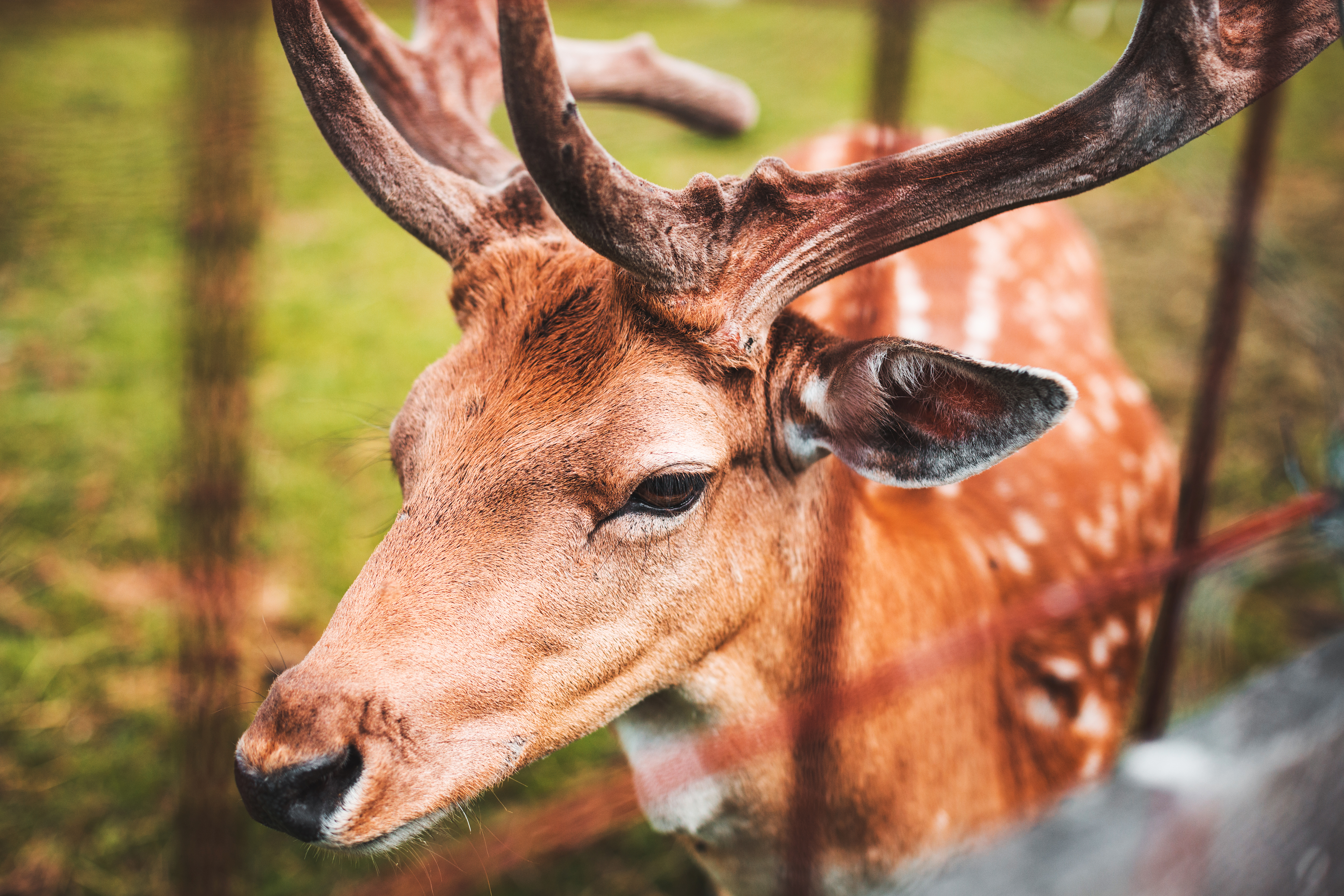 Fallow Deer Portrait Free