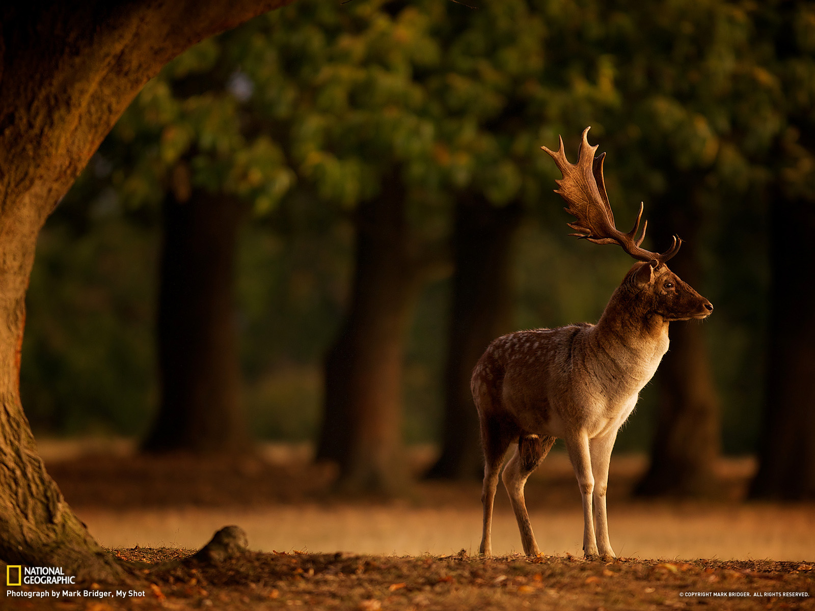 Fallow Deer Wallpapers Wallpaper Cave