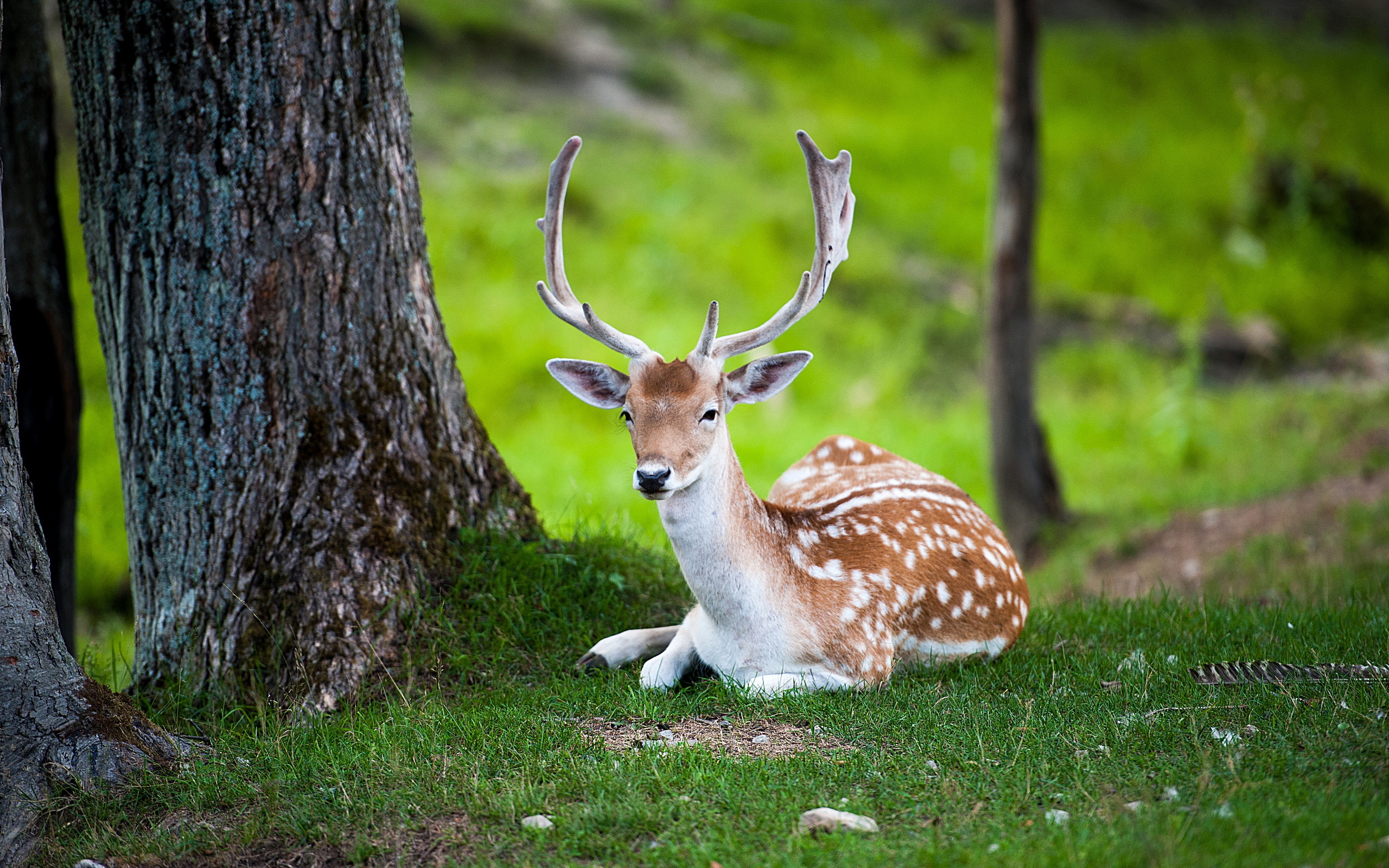 Fallow Deer Wallpapers Wallpaper Cave