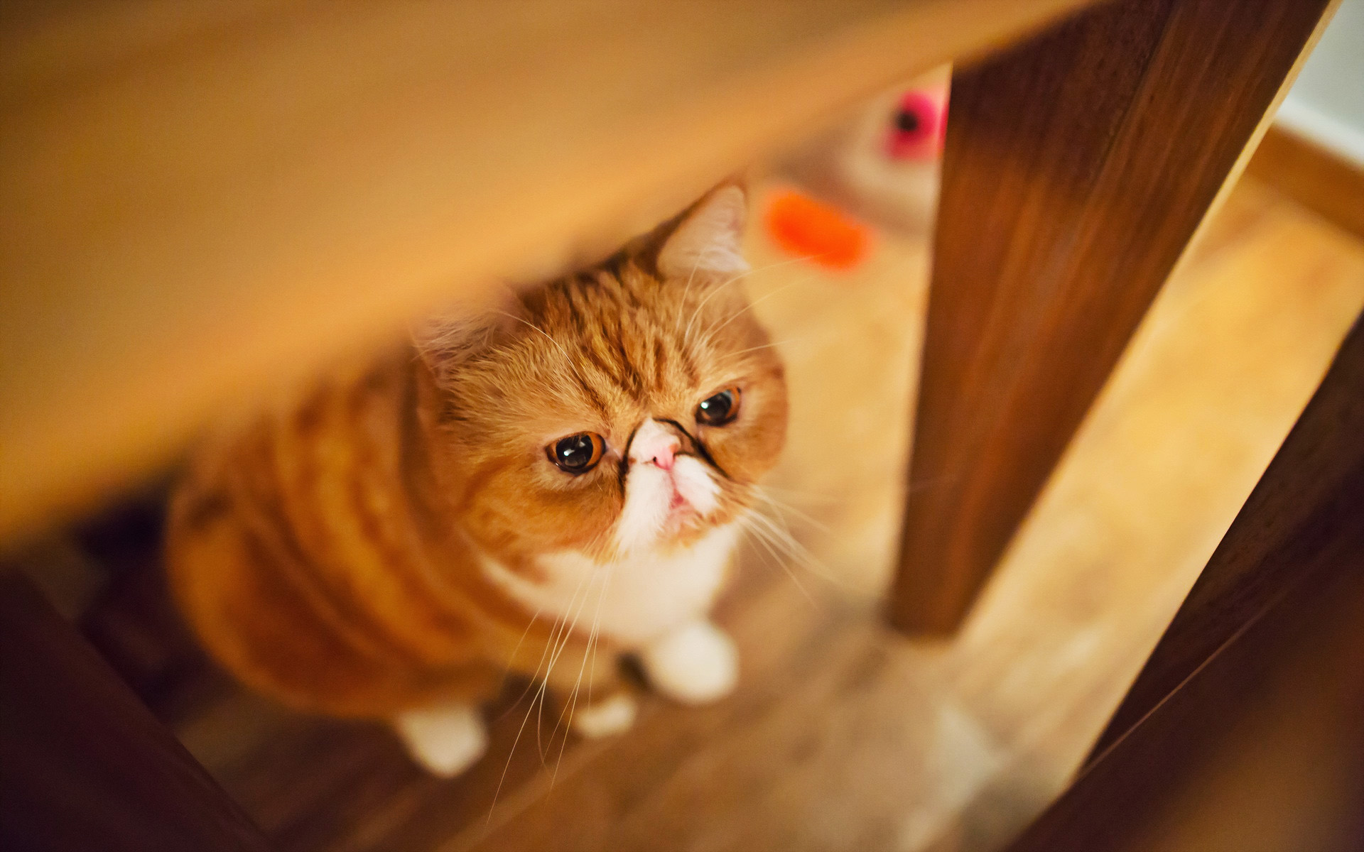 Download wallpaper Exotic Shorthair, ginger cat, bokeh, pets, cats, cute animals, ginger exot, domestic cats, Exotic Shorthair Cat for desktop with resolution 1920x1200. High Quality HD picture wallpaper