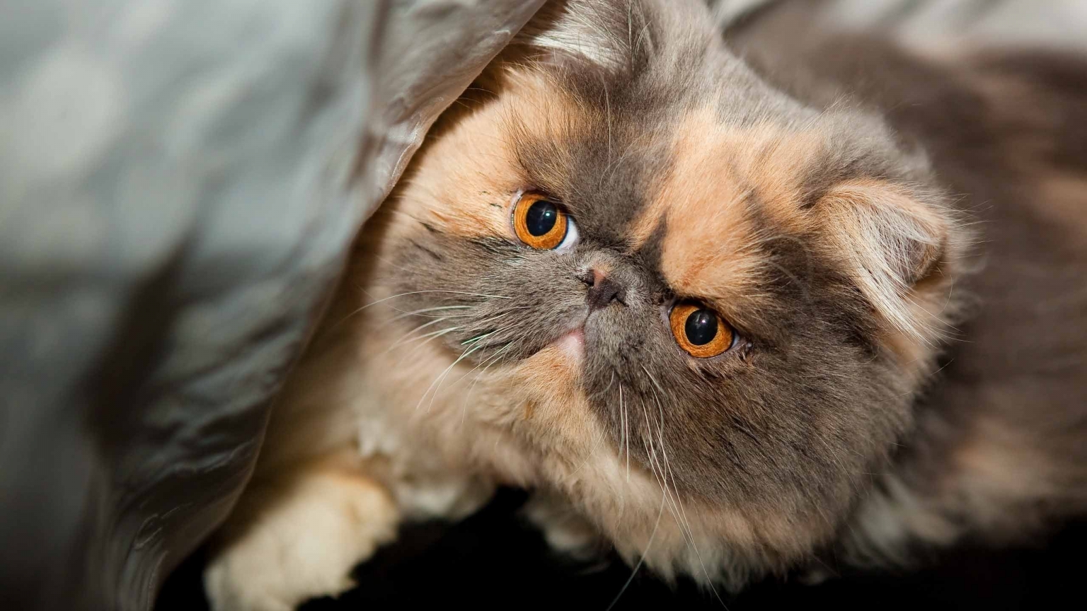 Beautiful Exotic Shorthair HD Wallpaper
