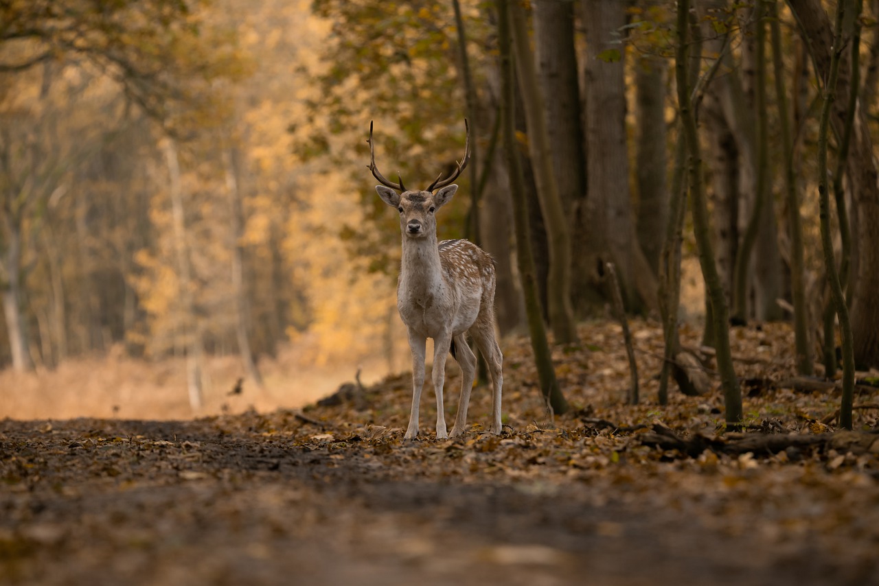 Fallow Deer Wallpapers Wallpaper Cave