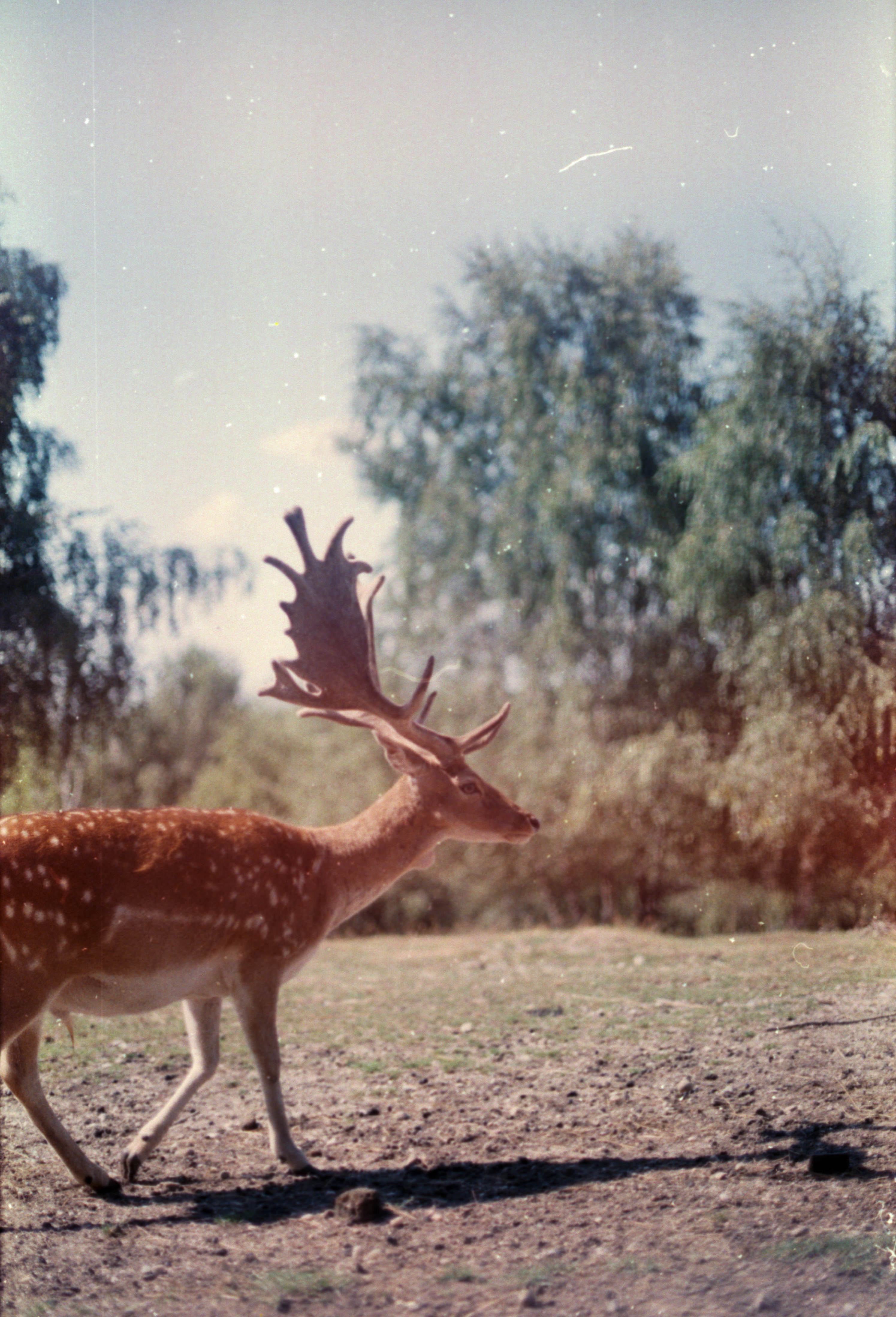 Fallow Deer Wallpapers Wallpaper Cave