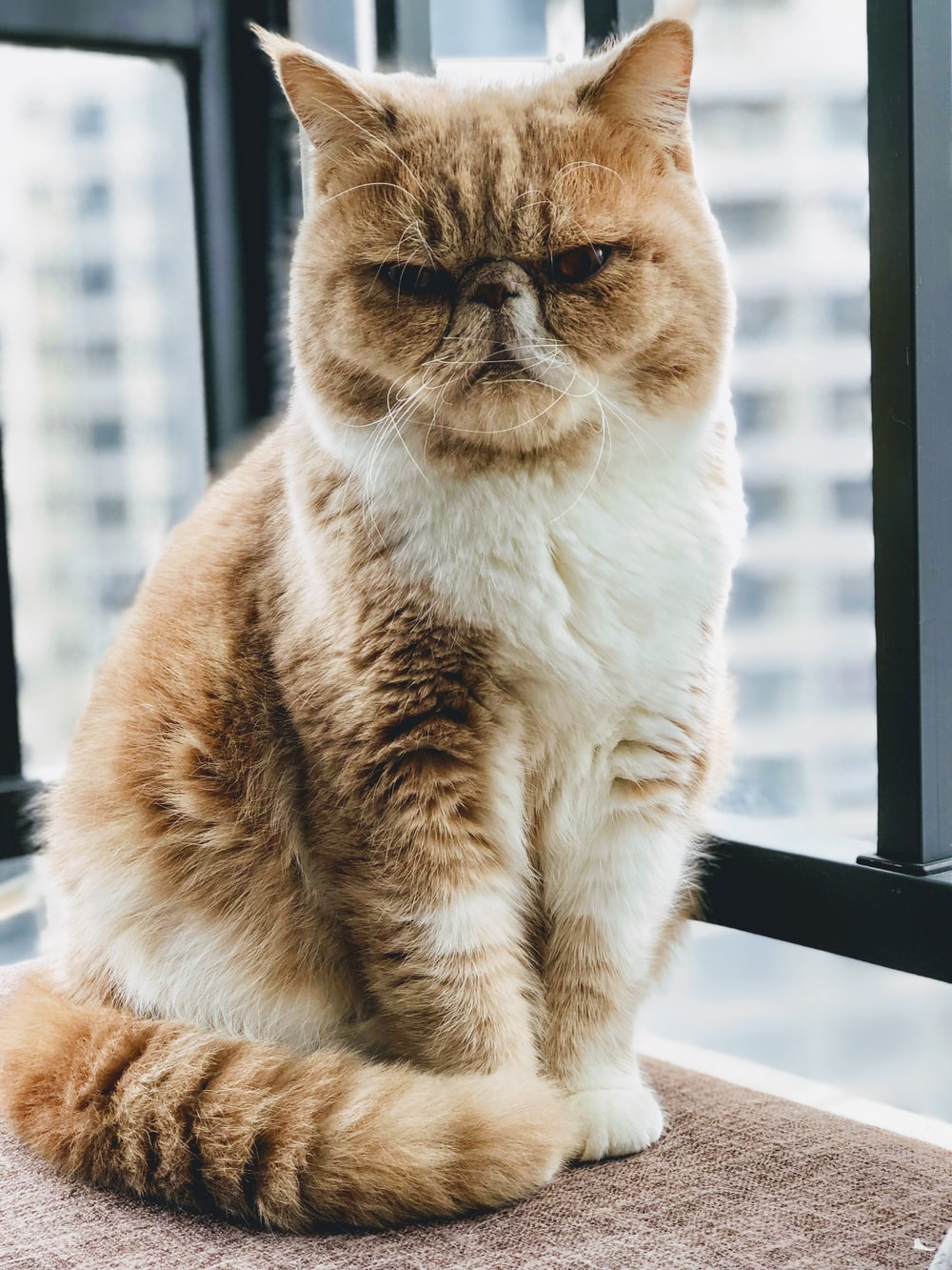 Exotic Shorthair Picture. Download Free Image