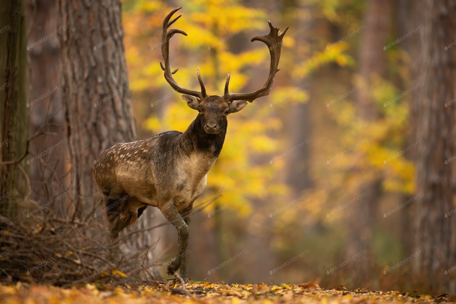 Fallow Deer Wallpapers Wallpaper Cave