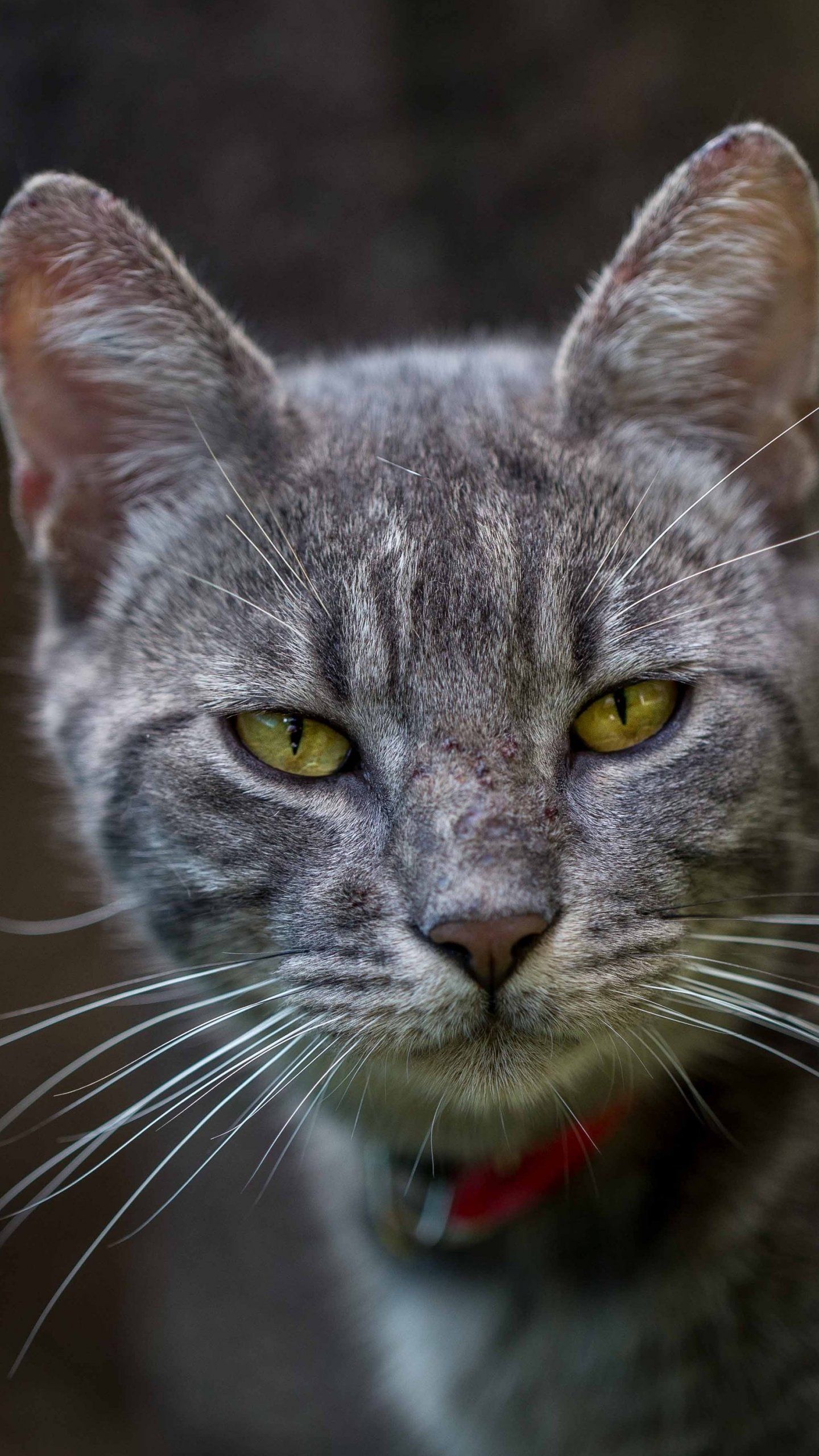 Gray Tabby Cat Wallpaper, Android & Desktop Background. Cat wallpaper, Grey tabby cats, Kitten wallpaper