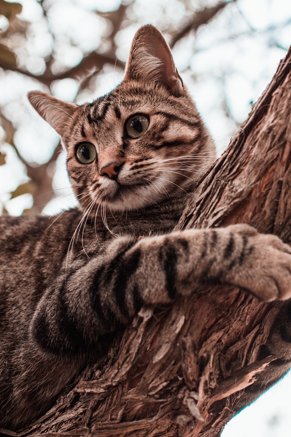 Tabby Cat Picture. Download Free Image