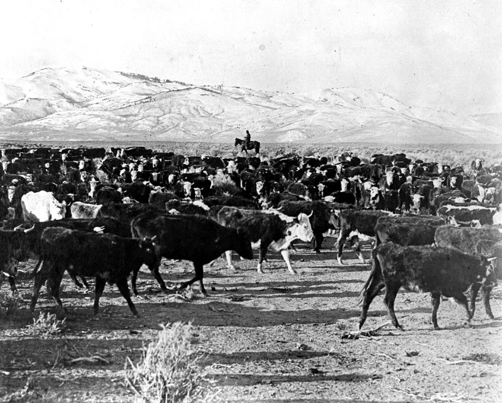 Welcome to Adobe GoLive 5. Cattle drive, Cattle, Old west