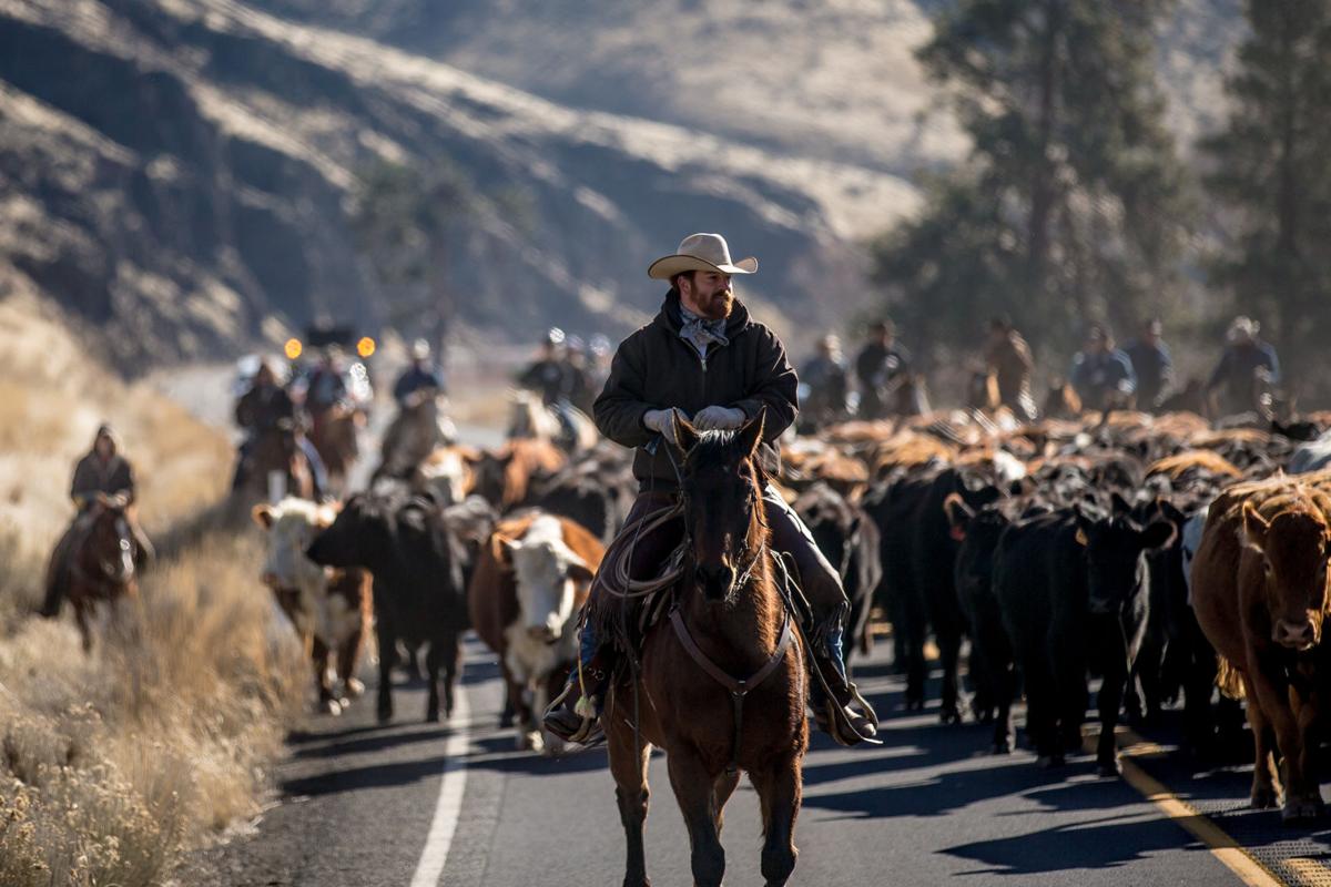 Cattle Drive Wallpapers - Wallpaper Cave