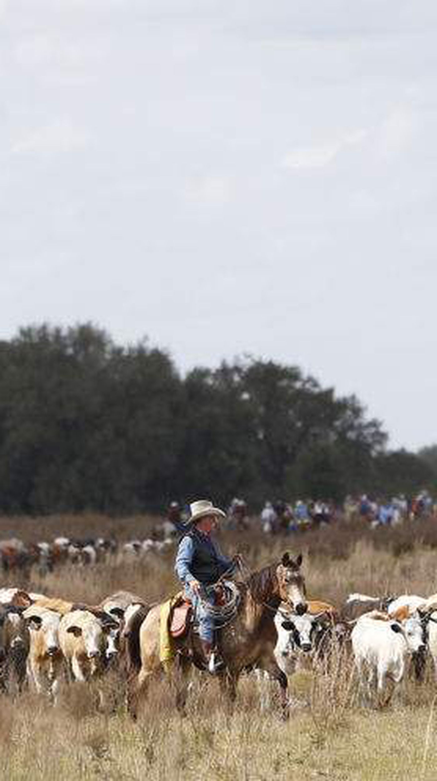 Photo gallery: Great Florida Cattle Drive draws focus to Florida's cowboy history