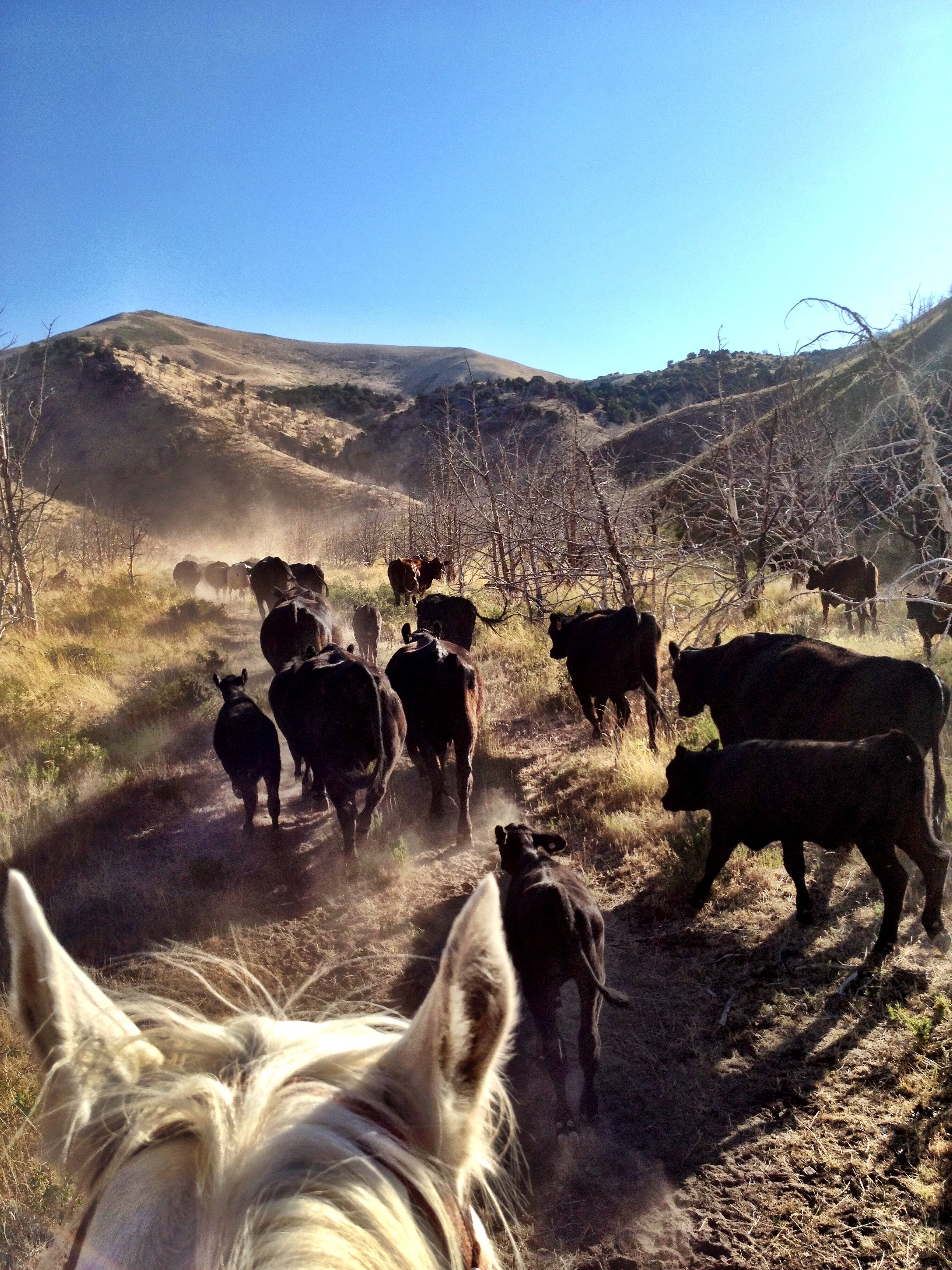 Cattle drive. Cattle drive, Ranch life, Western life