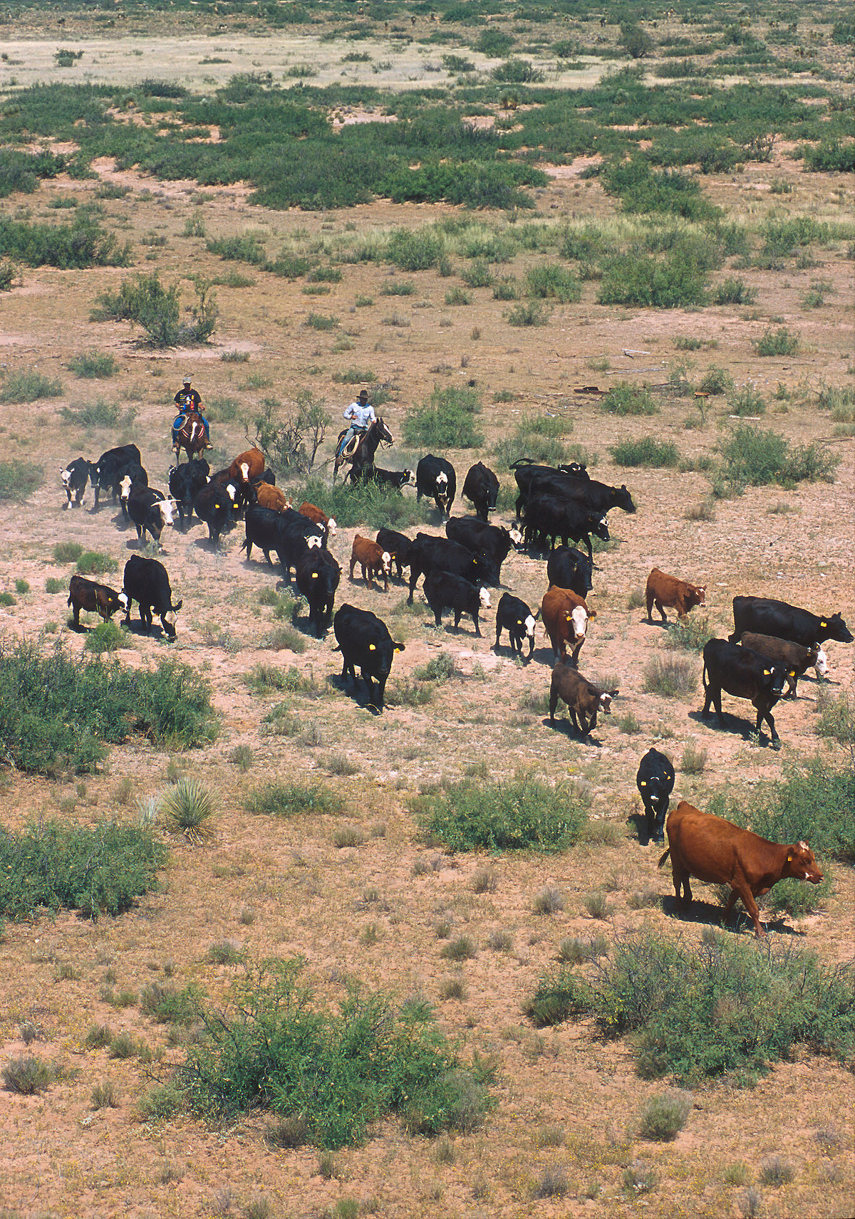 Cattle Drive Wallpapers - Wallpaper Cave