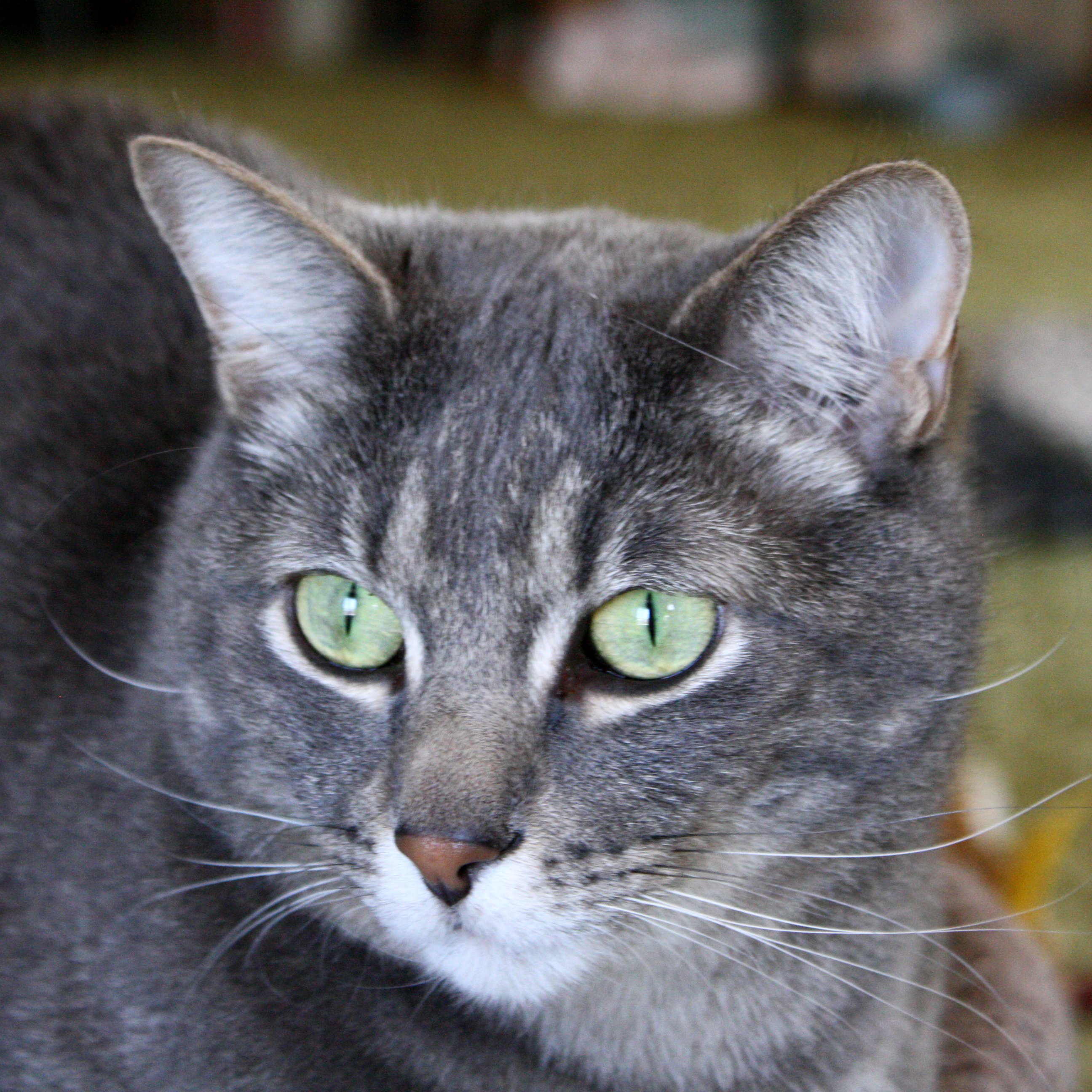 Gray Tabby Cat with Green Eyes Close Up Picture. Free Photograph. Photo Public Domain