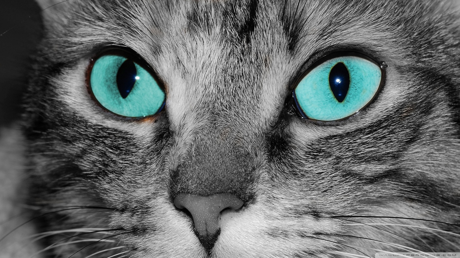 Close Up Of A Grey Tabby Cat Face Ultra HD Desktop Background Wallpaper for 4K UHD TV, Tablet