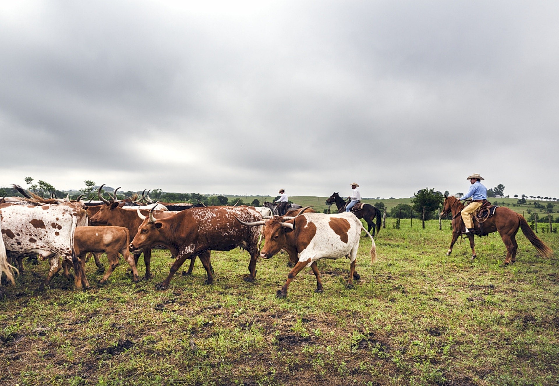 Free photo: Cattle Drive, Animal, Buffalo