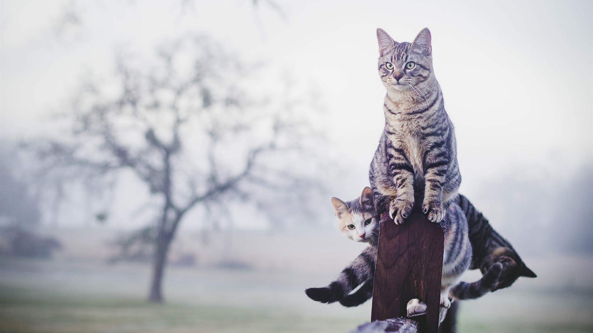 Wallpaper Gray striped cats, fence, fog, morning 1920x1200 HD Picture, Image