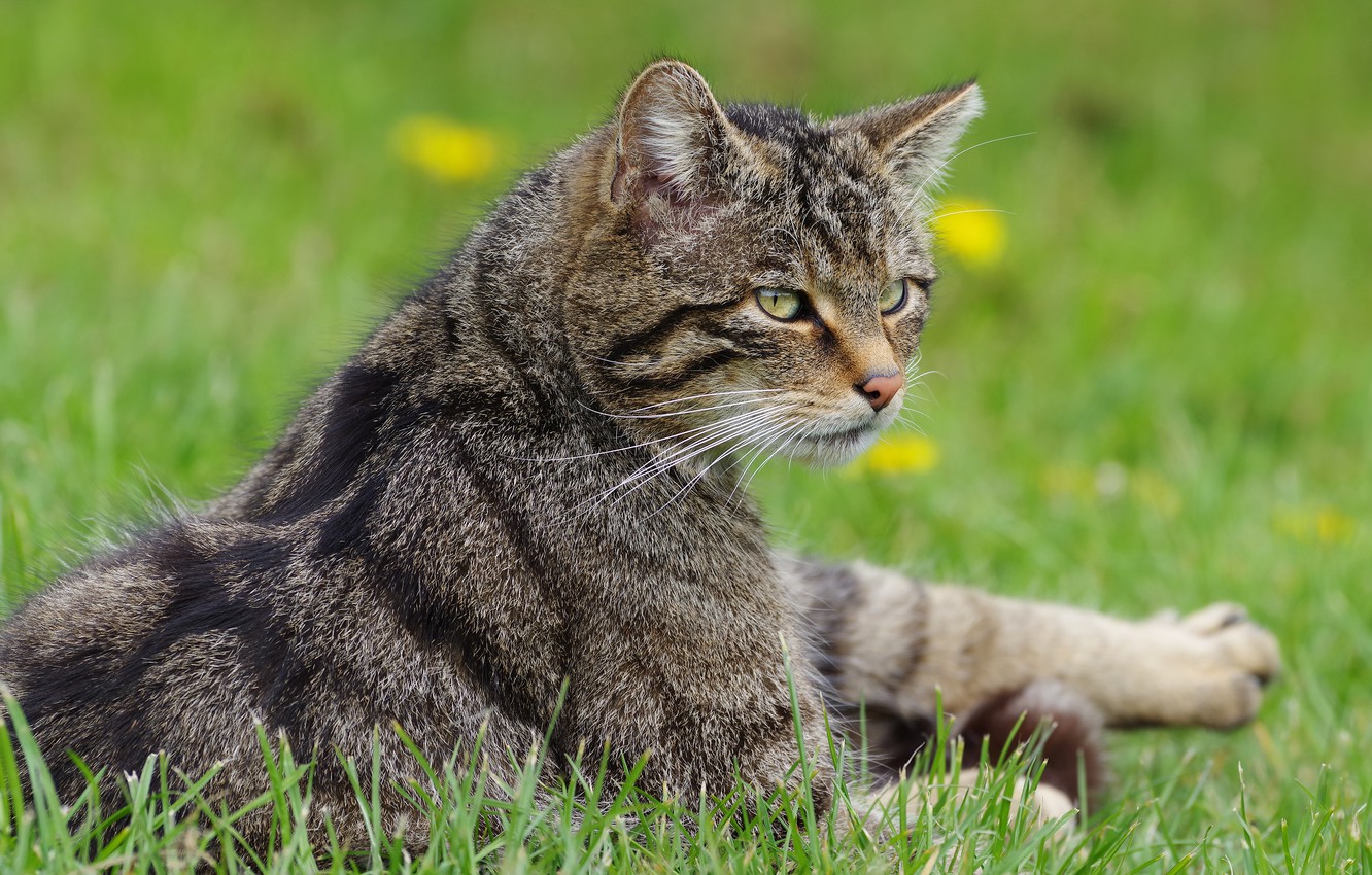 Wallpaper cat, grass, cat, grey, lies, striped, wild, forest, wild cat image for desktop, section кошки