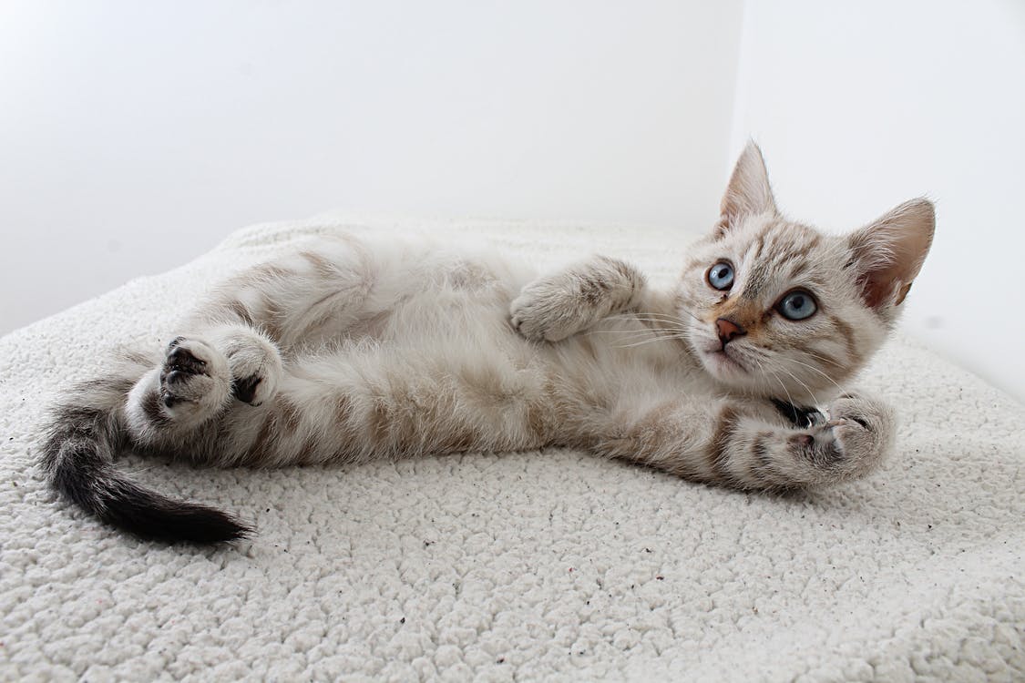 Photo of Grey Tabby Kitten Lying Down · Free