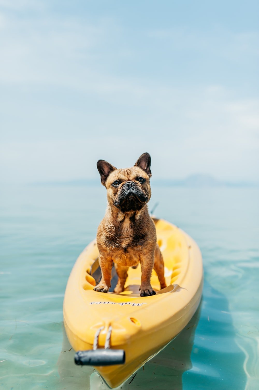 Summer Dog Picture. Download Free Image