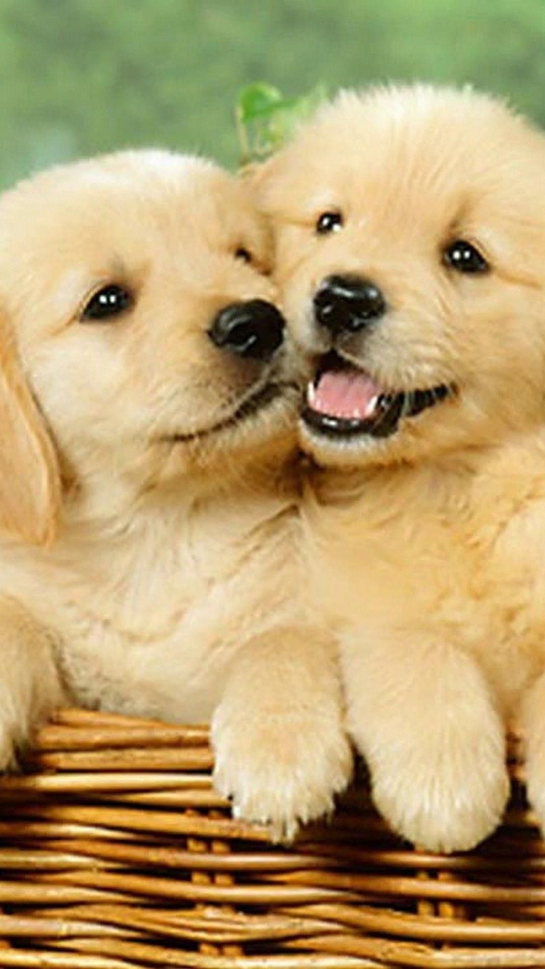 Puppy wallpaper, Cute puppies, Cute puppy wallpaper